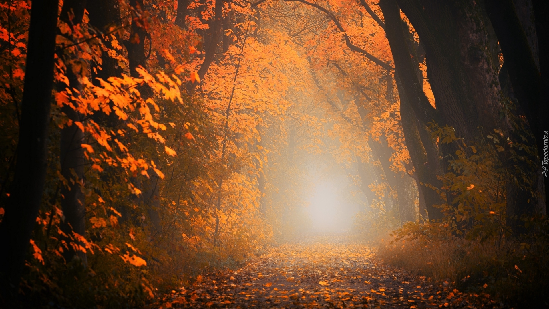 Las, Jesień, Ścieżka, Liście, Drzewa, Mgła