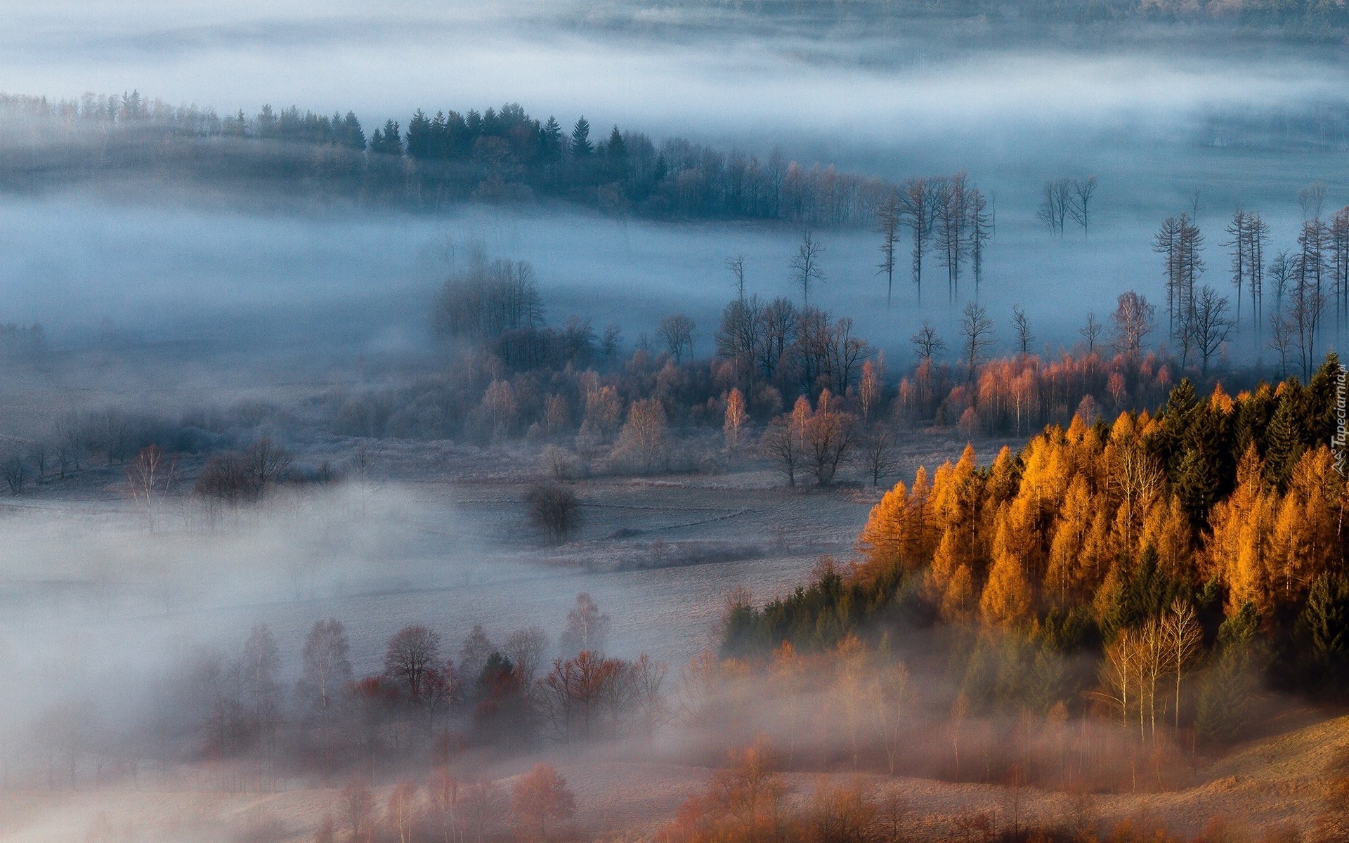 Mgła, Drzewa