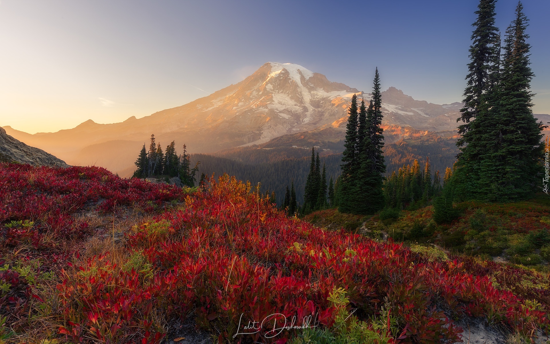 Stany Zjednoczone, Waszyngton, Park Narodowy Mount Rainier, Góry, Jesień, Drzewa, Kwiaty, Przebijające światło