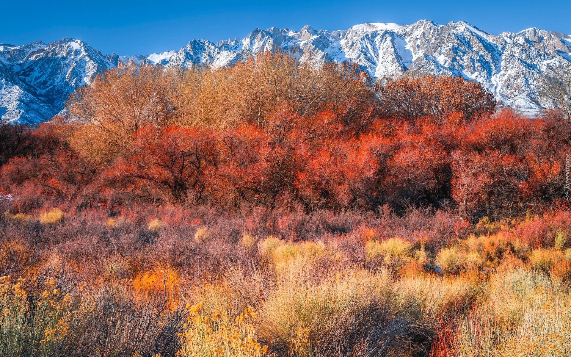 Góry, Alabama Hills, Jesień, Drzewa, Krzewy, Hrabstwo Inyo, Kalifornia, Stany Zjednoczone