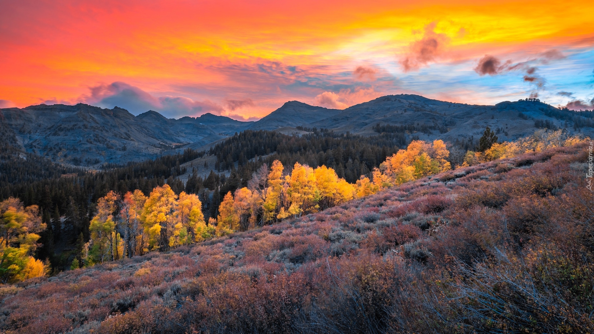 Stany Zjednoczone, Kalifornia, Region, Eastern Sierra, Sonora Pass, Góry, Drzewa, Zachód słońca, Jesień