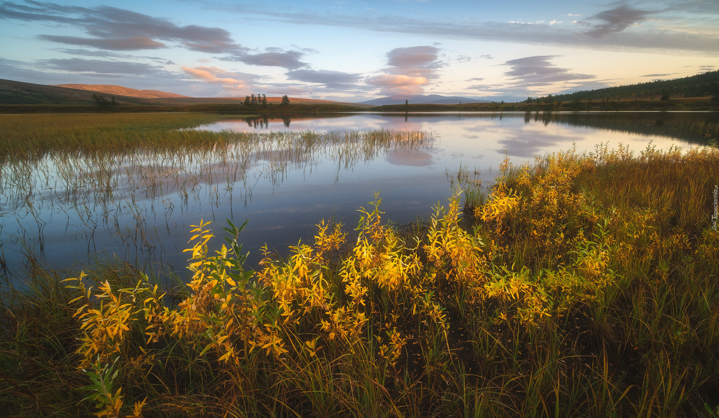 Rośliny, Jezioro Domashnoye, Okręg Jamalsko-Nieniecki, Rosja