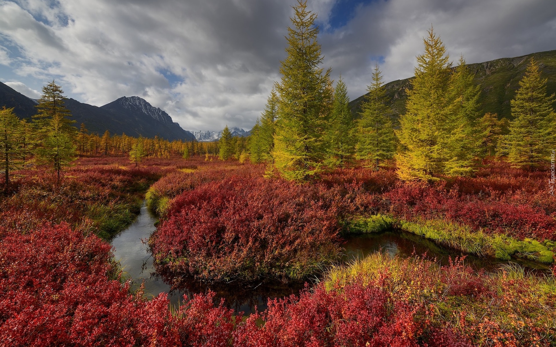 Jesień, Góry Kołymskie, Drzewa, Rzeka, Kolorowe, Rośliny, Kołyma, Obwód magadański, Rosja