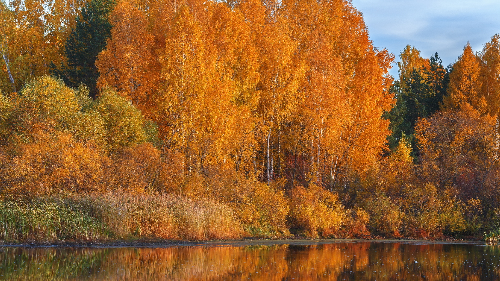 Jesień, Drzewa, Brzozy, Krzewy, Jezioro