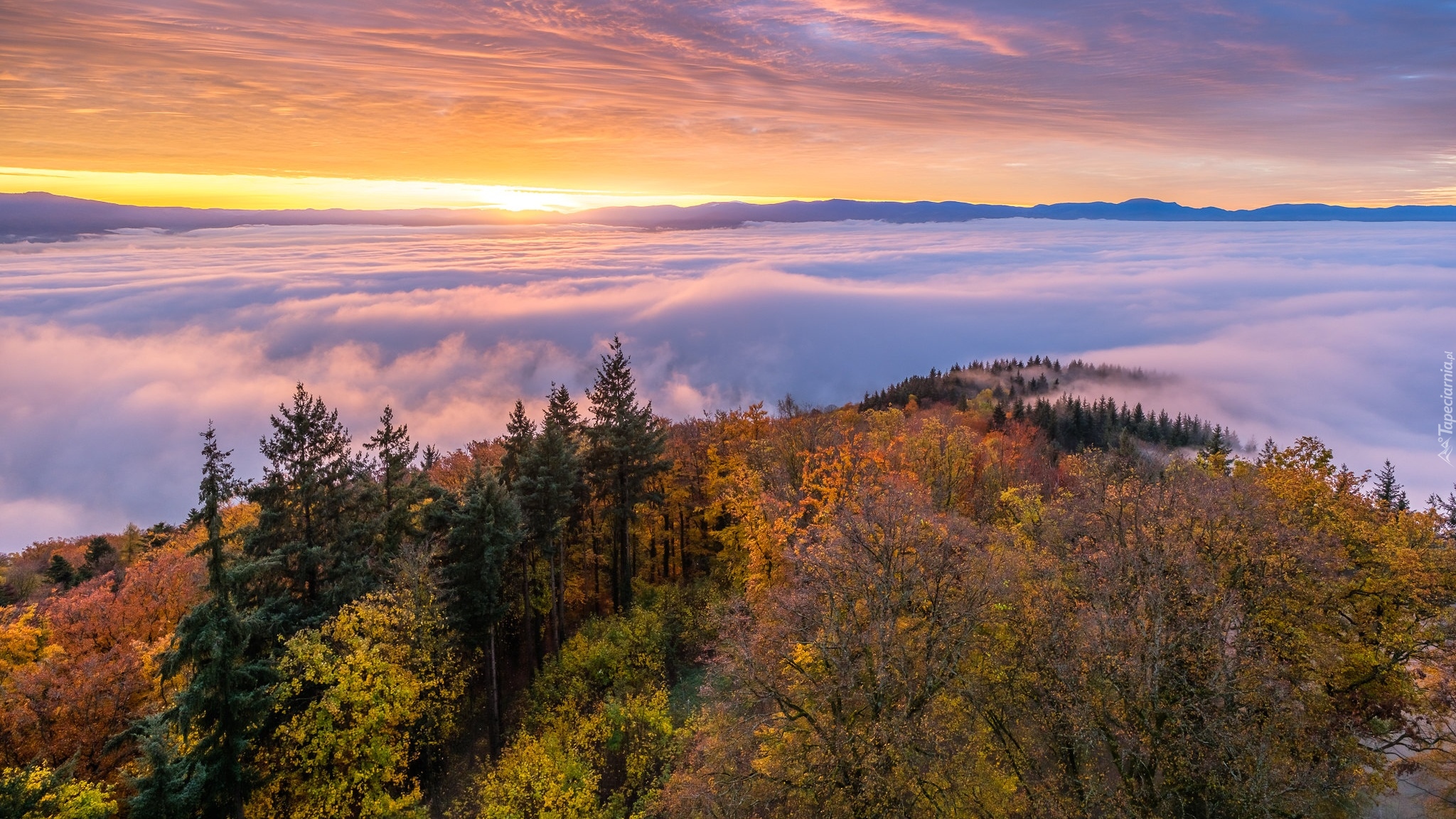 Wschód słońca, Jesień, Drzewa, Mgła, Kaiserstuhl, Niemcy