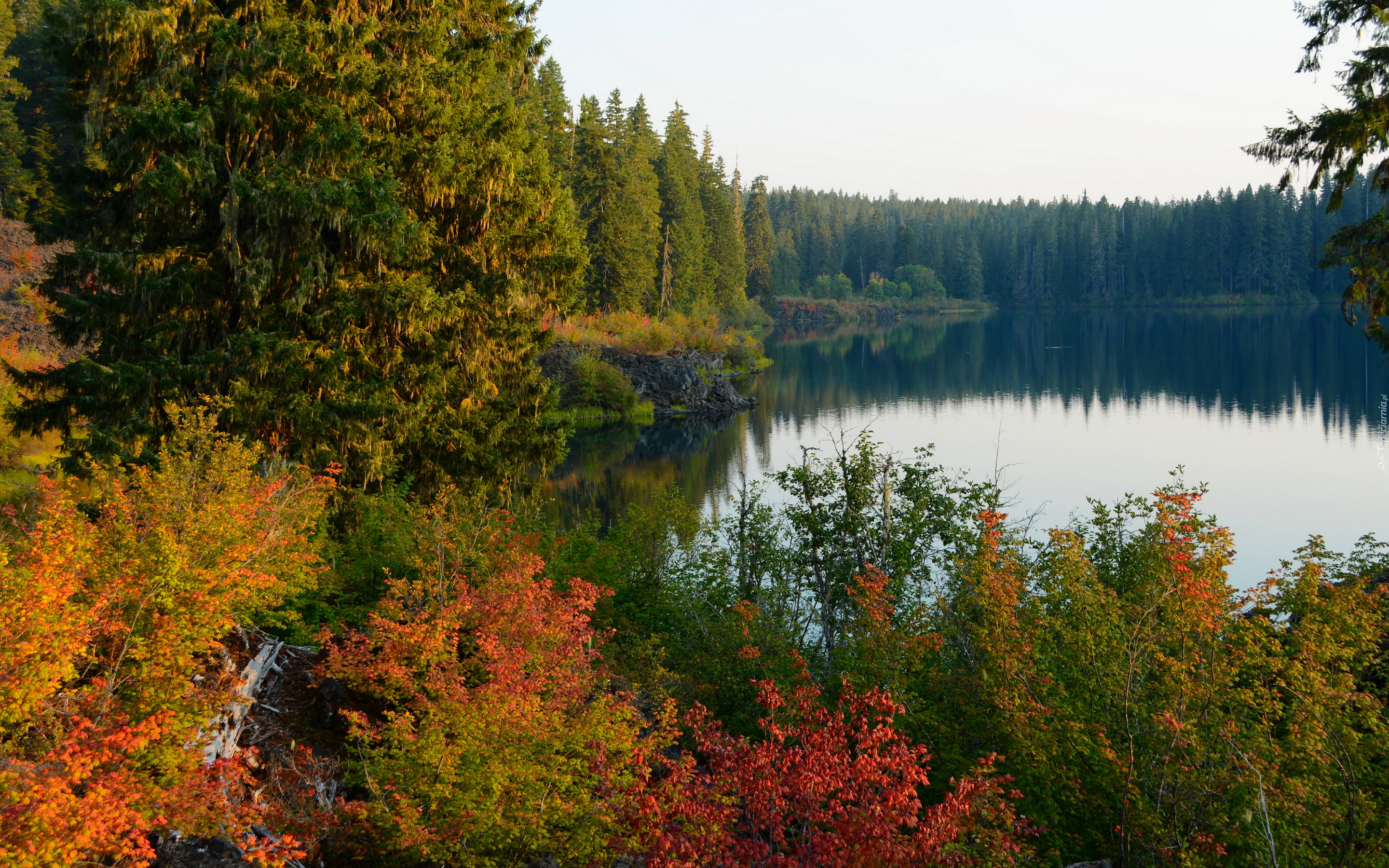 Jezioro, Las, Kolorowe, Drzewa, Krzewy, Jesień