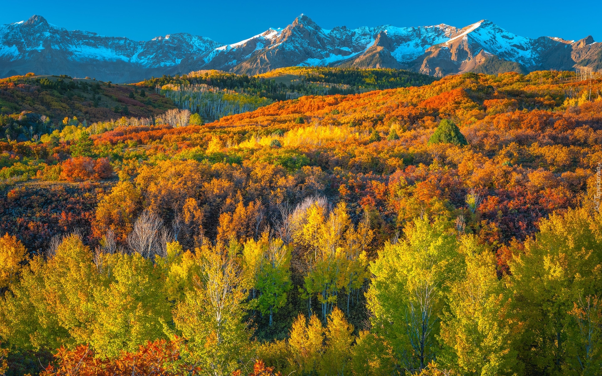 Stany Zjednoczone, Kolorado, Góry, San Juan Mountains, Jesień, Las, Drzewa