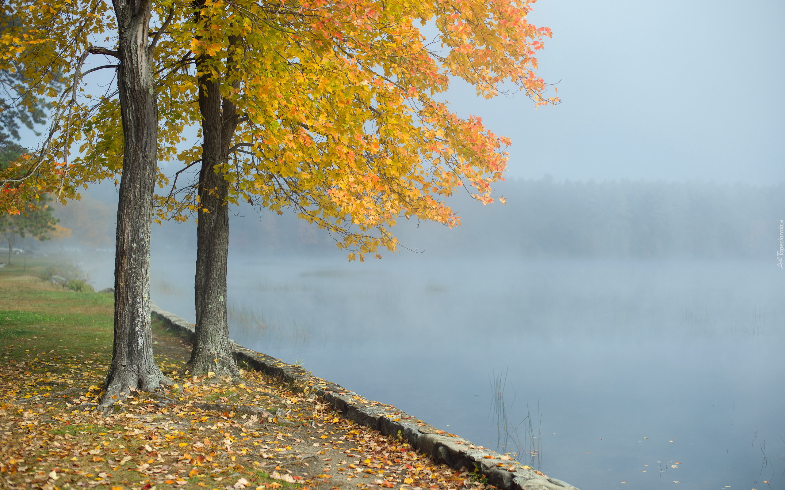Jesień, Drzewa, Jezioro, Mgła