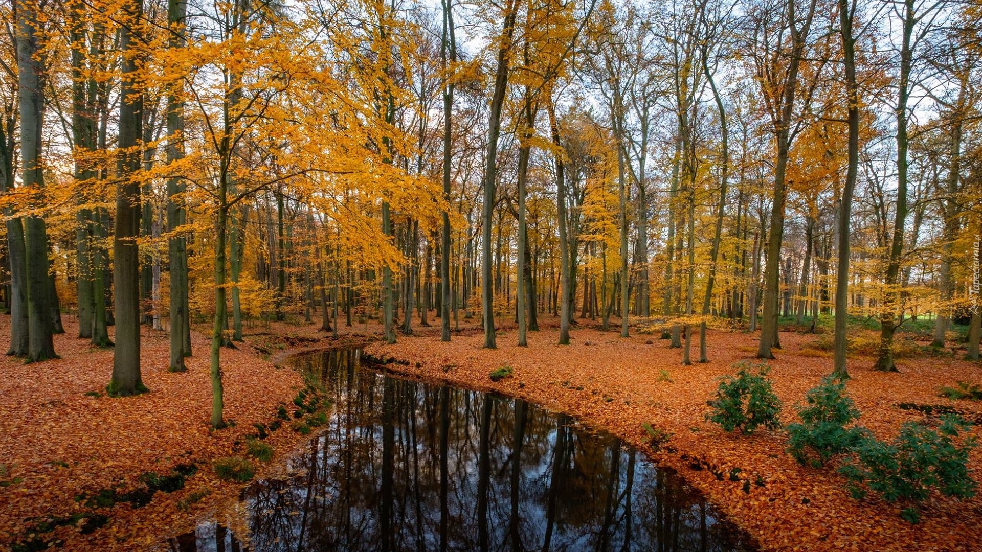 Las, Drzewa, Jesień, Liście