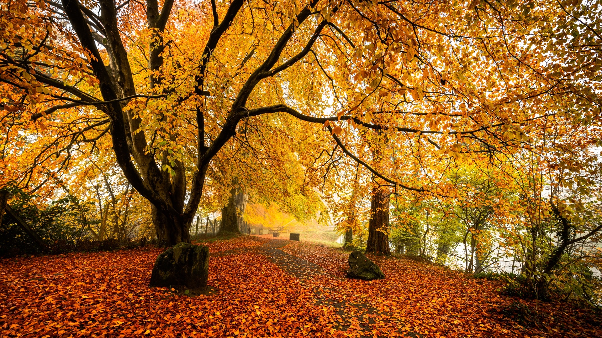Park, Drzewa, Jesień, Liście
