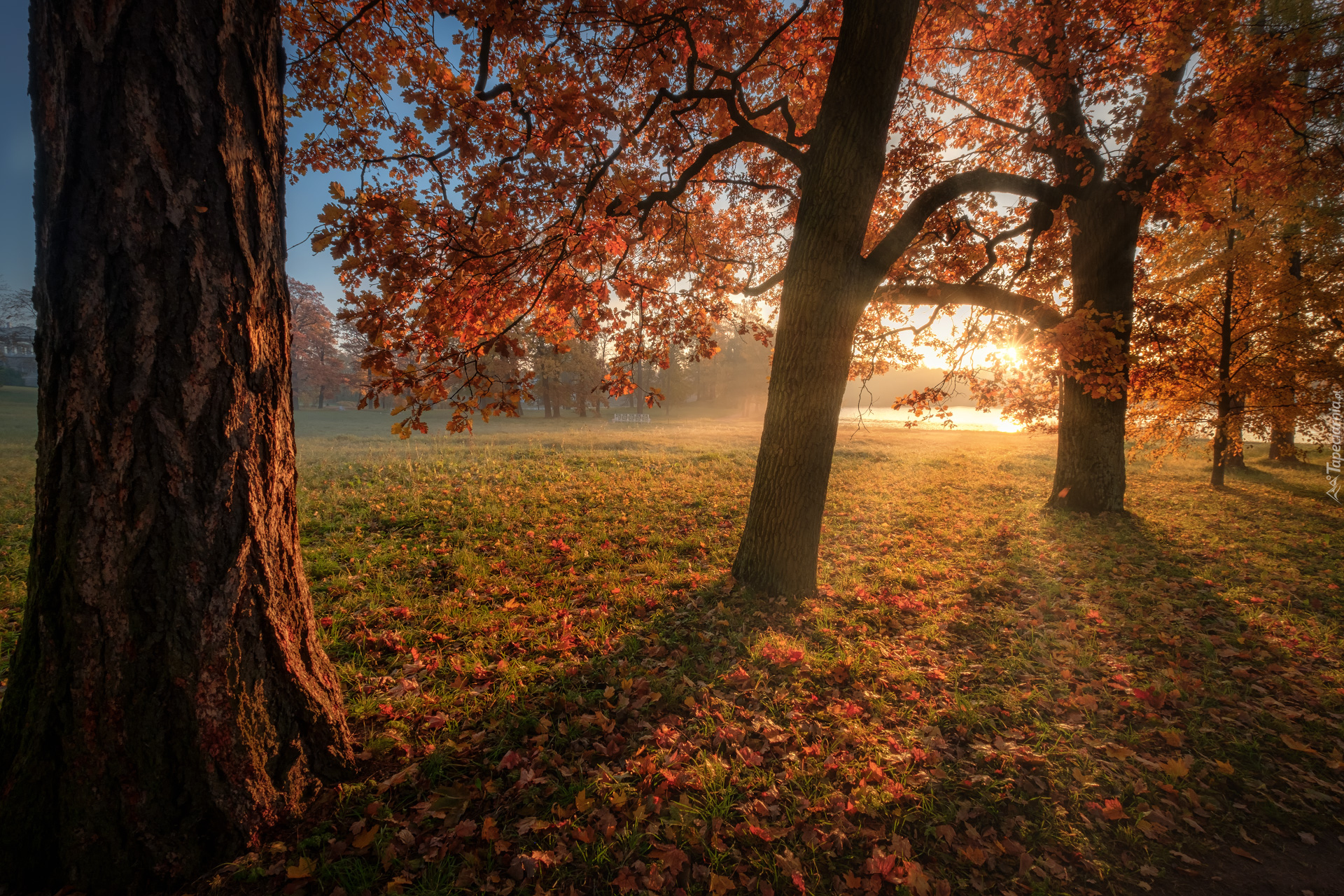 Jesień, Drzewa, Promienie słońca, Park, Carskie Sioło, Petersburg, Rosja