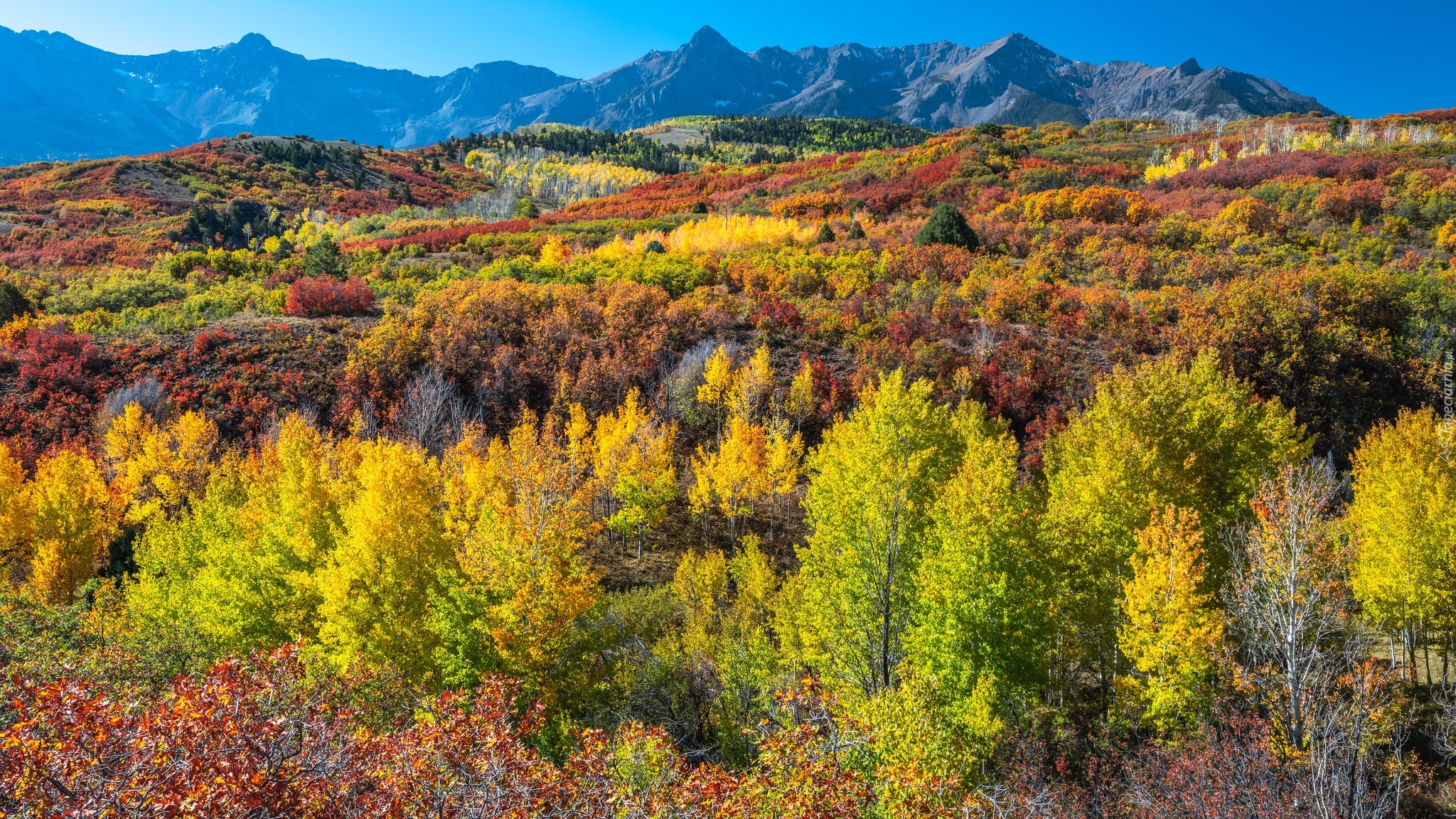 Jesień, Góry, San Juan Mountains, Kolorowe, Drzewa, Las, Kolorado, Stany Zjednoczone