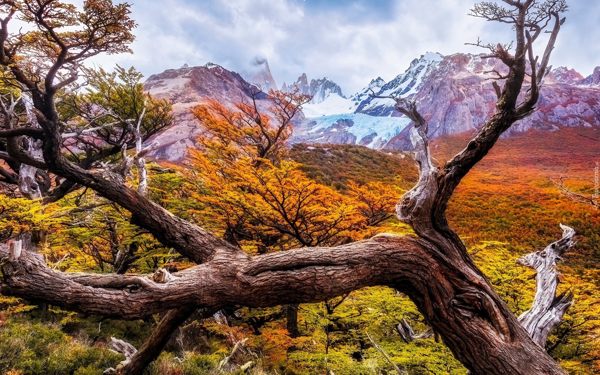 Argentyna, Patagonia, Góry, Jesień, Drzewa, Konary