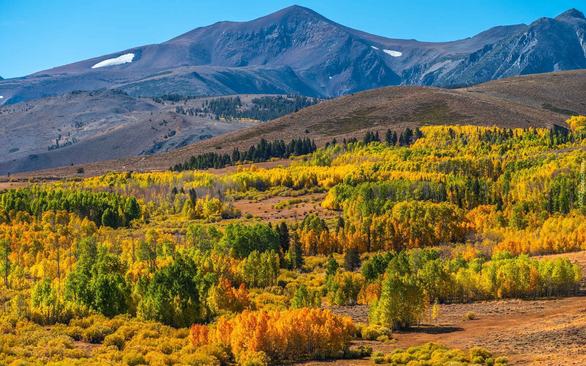 Stany Zjednoczone, Kalifornia, Region, Eastern Sierra, Góra Conway, Drzewa, Jesień, Roślinność