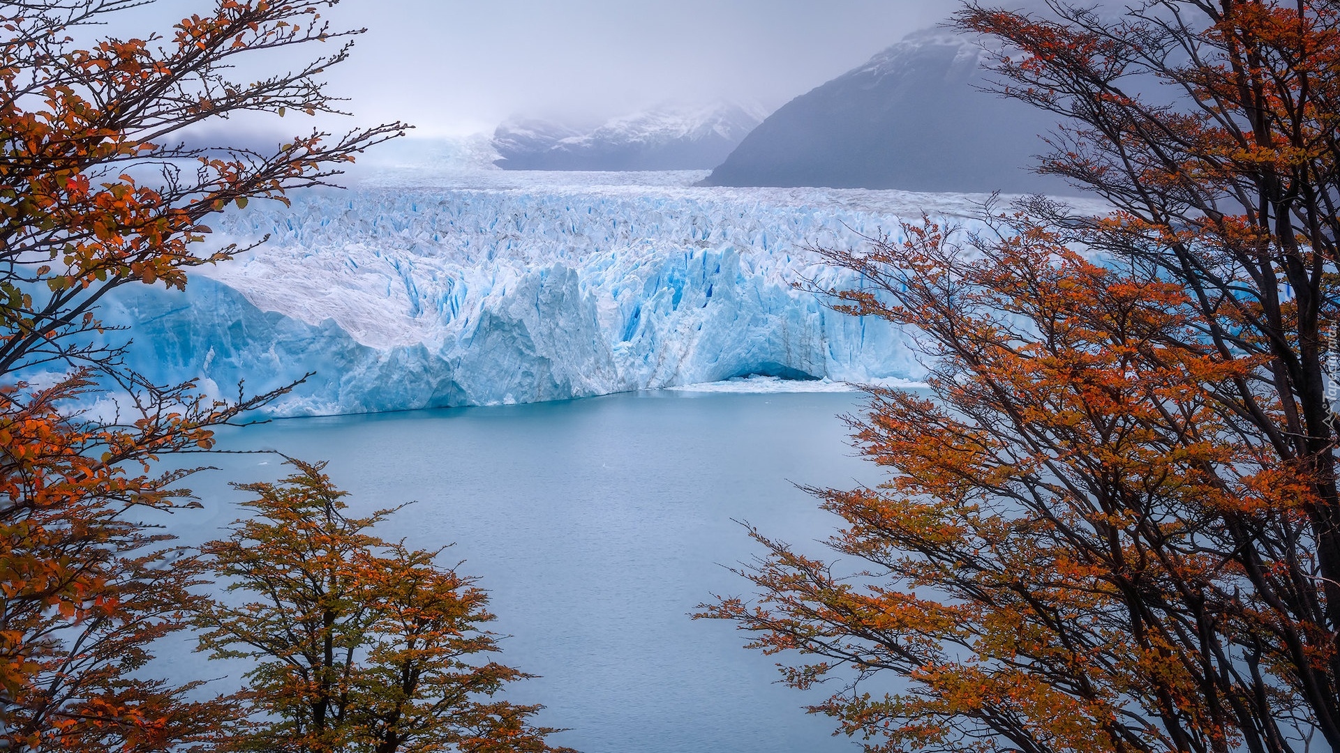 Argentyna, Park Narodowy Los Glaciares, Lodowiec, Perito Moreno, Drzewa