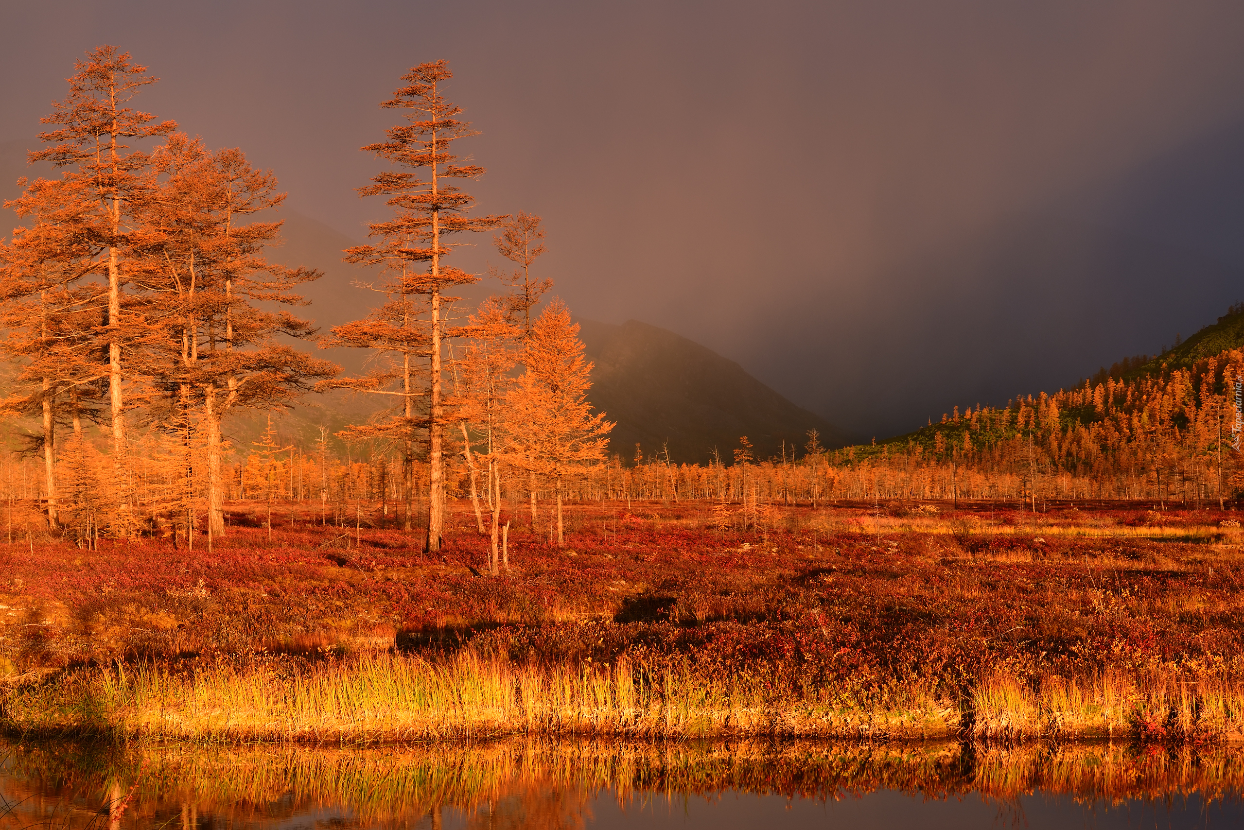 Jesień, Drzewa, Rośliny, Chmury, Mgła, Kołyma, Obwód magadański, Rosja