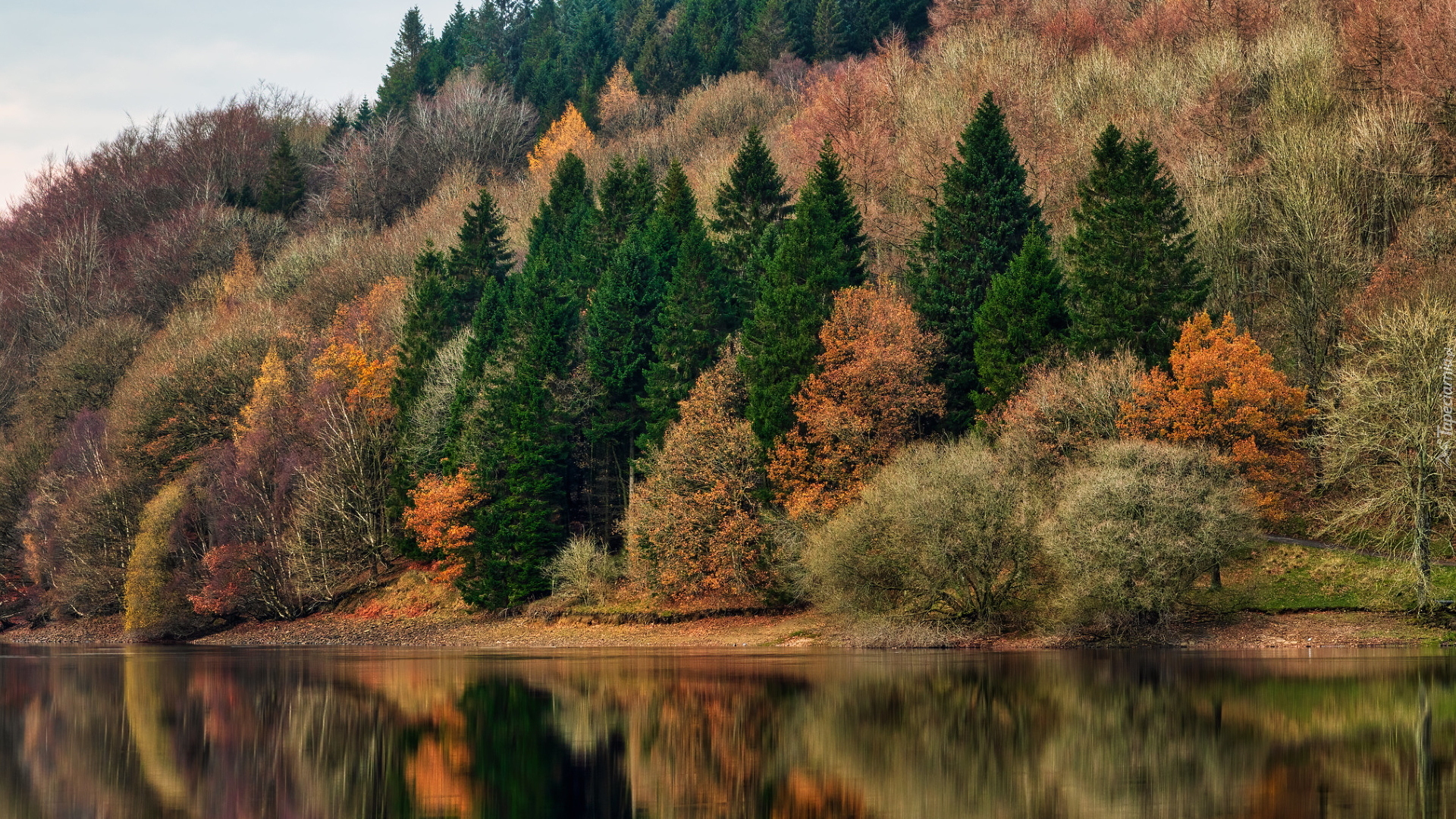 Jesień, Kolorowe, Drzewa, Jezioro, Las