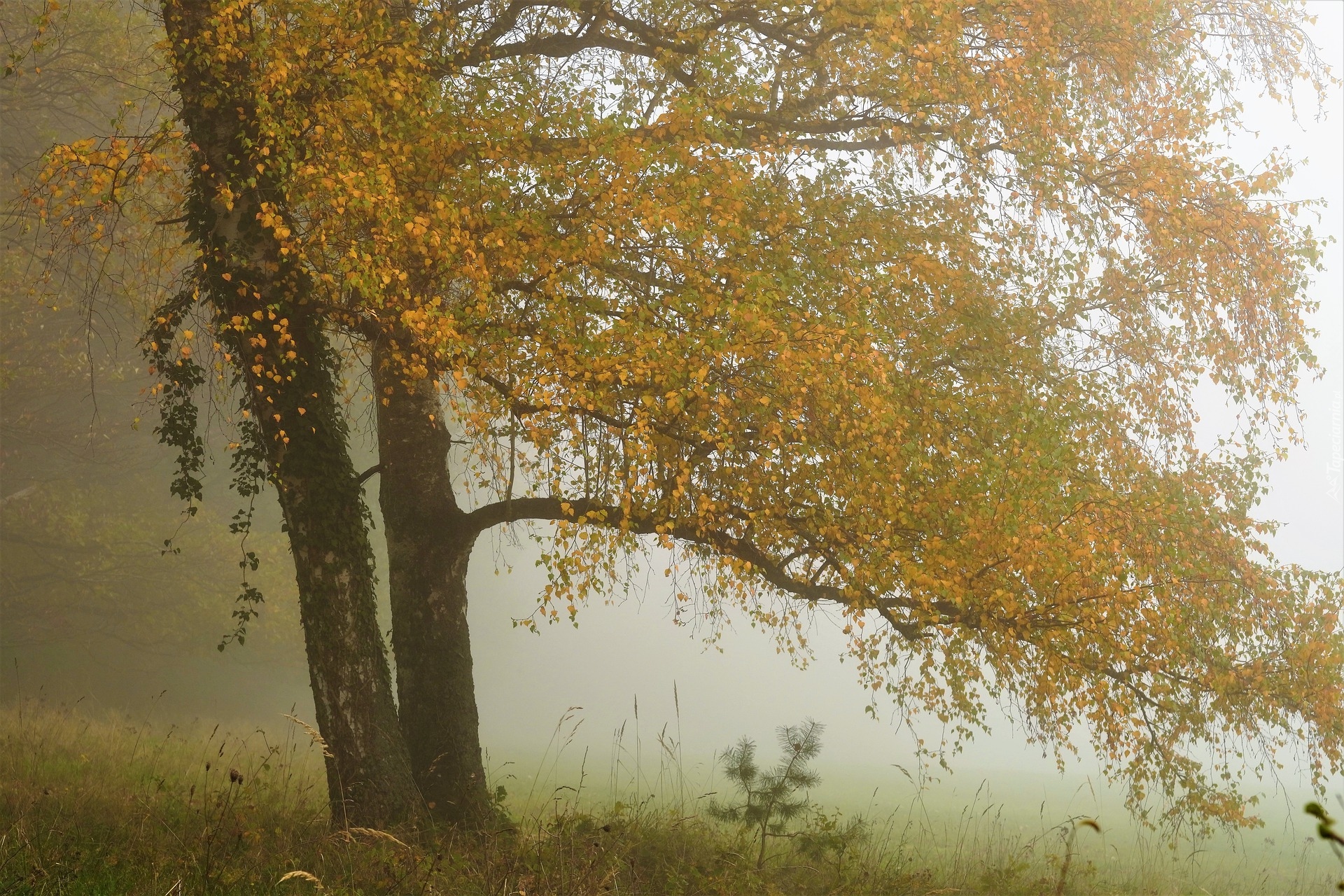 Jesień, Drzewa, Mgła, Łąka