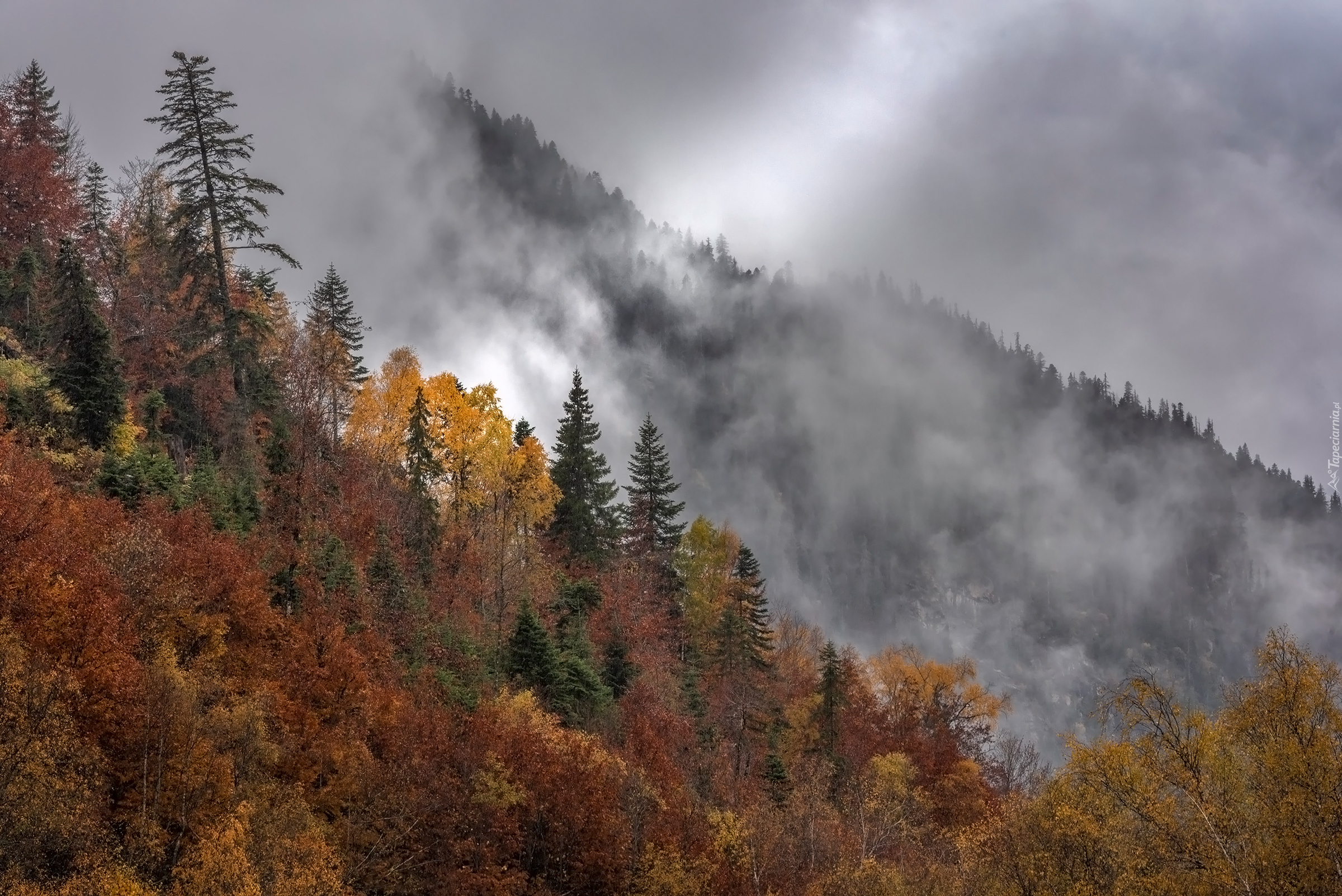 Jesień, Drzewa, Mgła, Zbocze, Góry