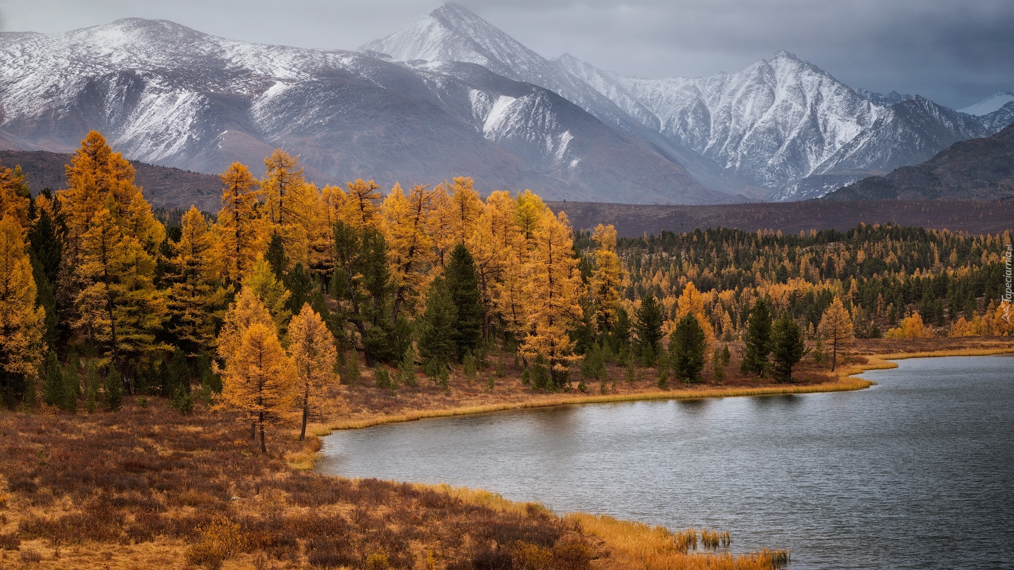 Jesień, Drzewa, Góry Ałtaj, Jezioro Kidelu, Syberia, Republika Ałtaju, Rosja