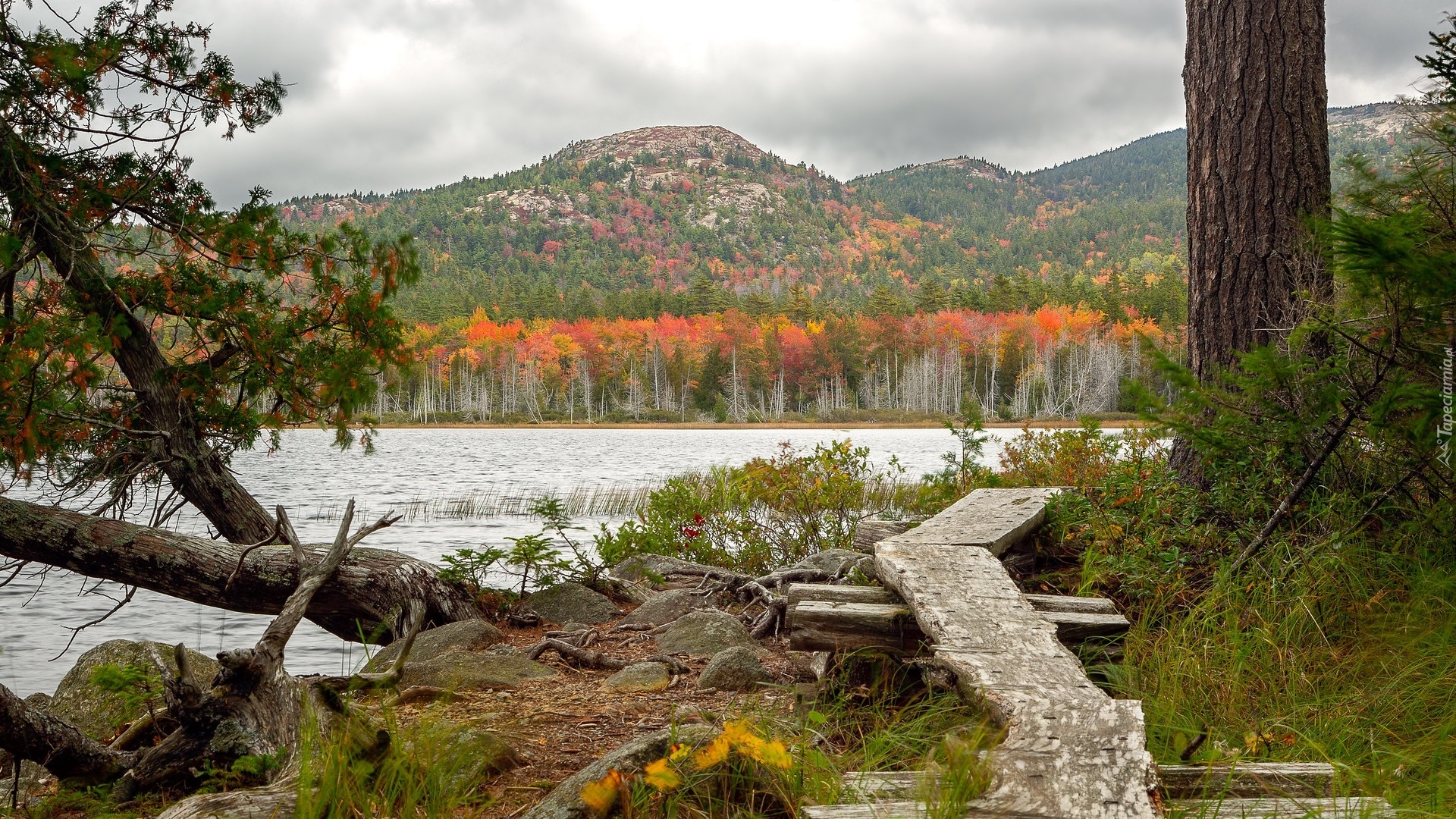 Porośnięte, Góry, Jezioro, Upper Hadlock Lake, Drzewa, Kładka, Park Narodowy Acadia, Stan Maine, Stany Zjednoczone