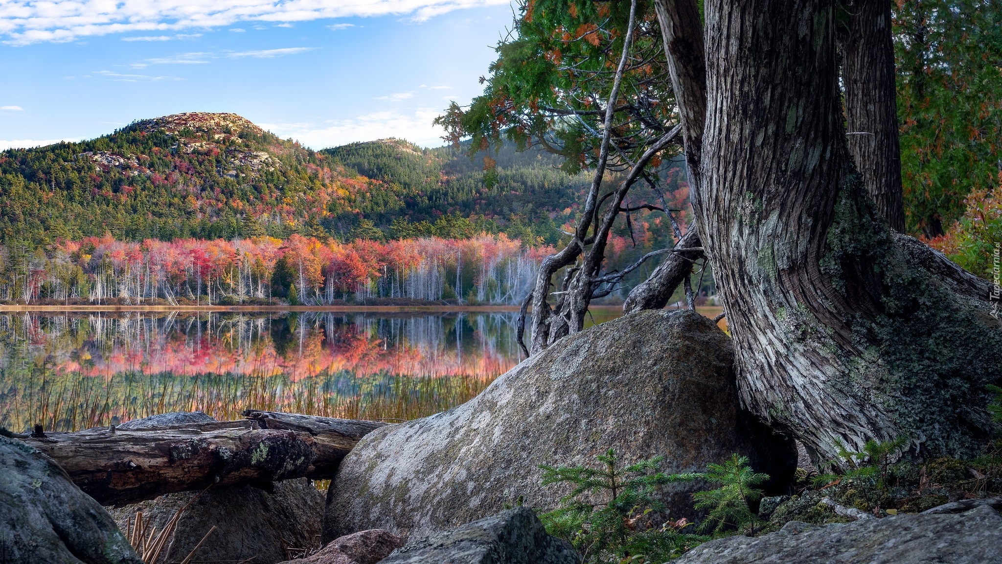 Góry, Jezioro, Kolorowe, Drzewa, Odbicie, Kamień, Głaz, Stare, Drzewo, Park Narodowy Acadia, Maine, Stany Zjednoczone