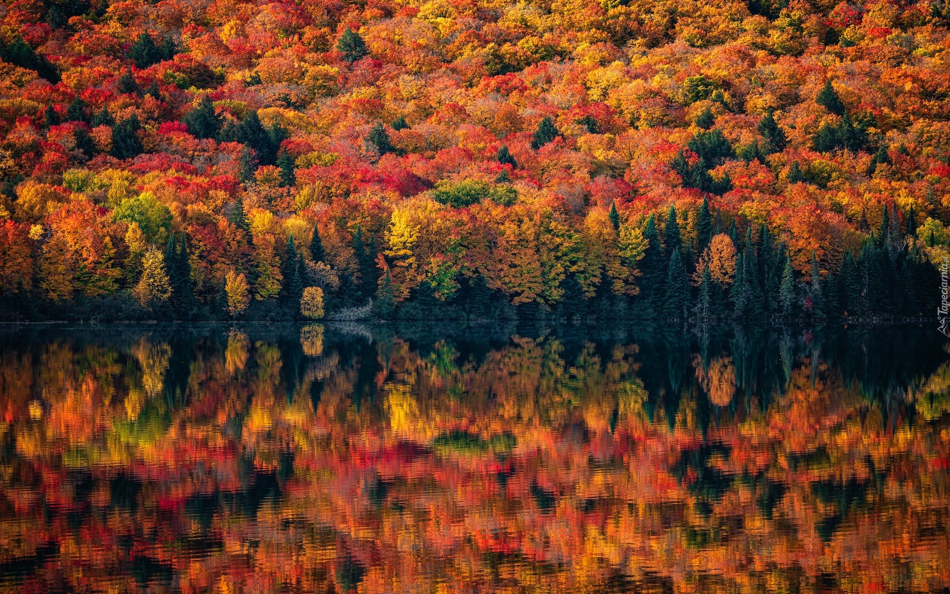 Kanada, Prowincja Ontario, Algonquin Provincial Park, Jesień, Drzewa, Kolorowe, Jezioro, Odbicie