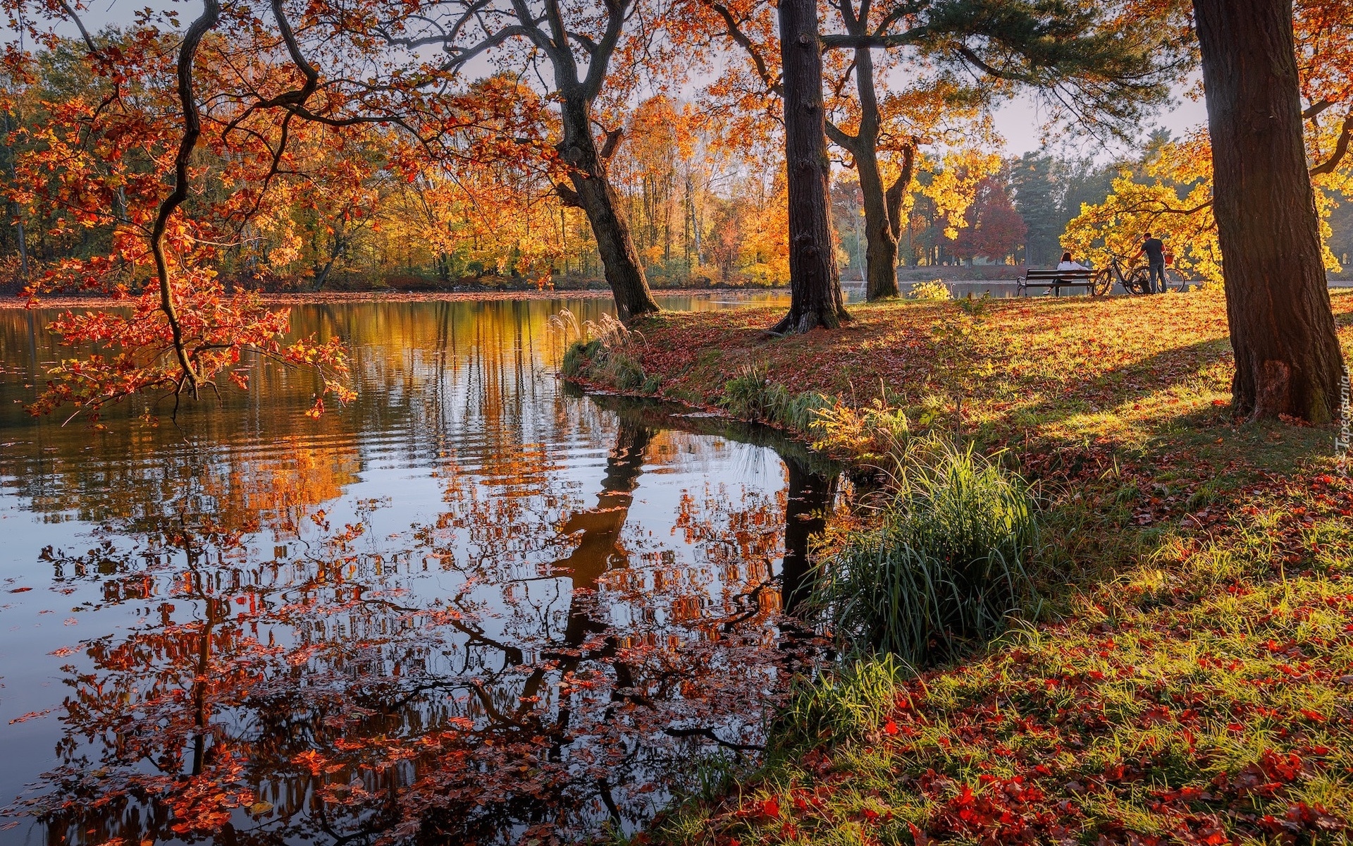 Park, Jezioro, Jesień, Drzewa