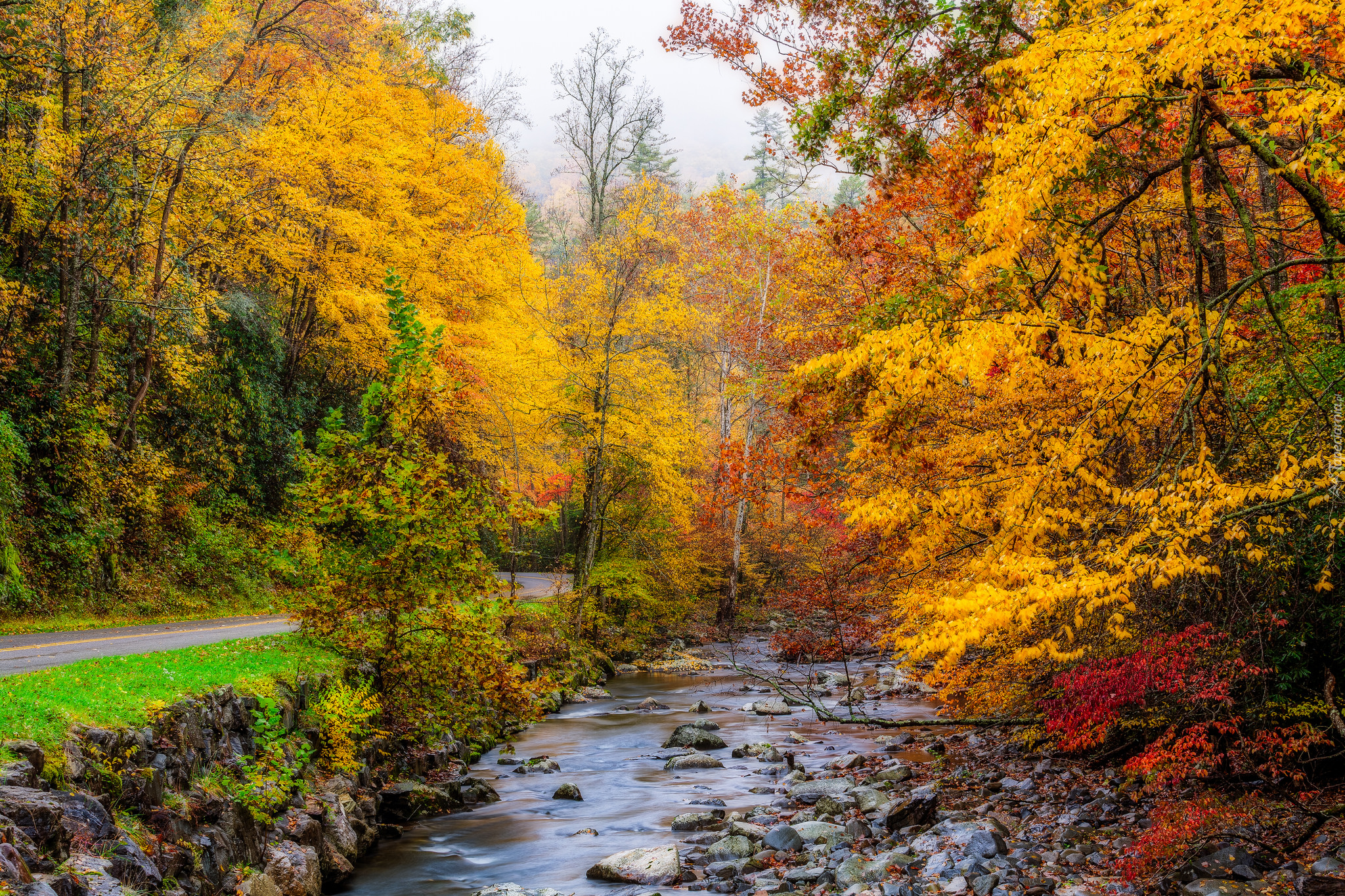 Rzeka, Droga, Kolorowe, Drzewa, Jesień