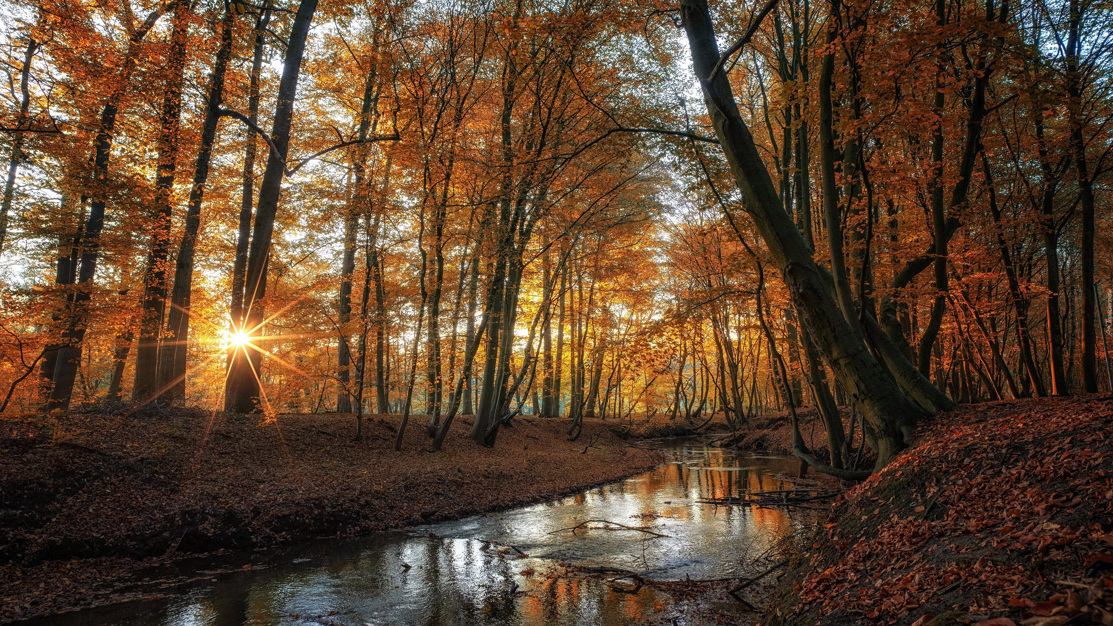 Las, Drzewa, Potok, Rzeka, Liście, Promienie słońca, Jesień