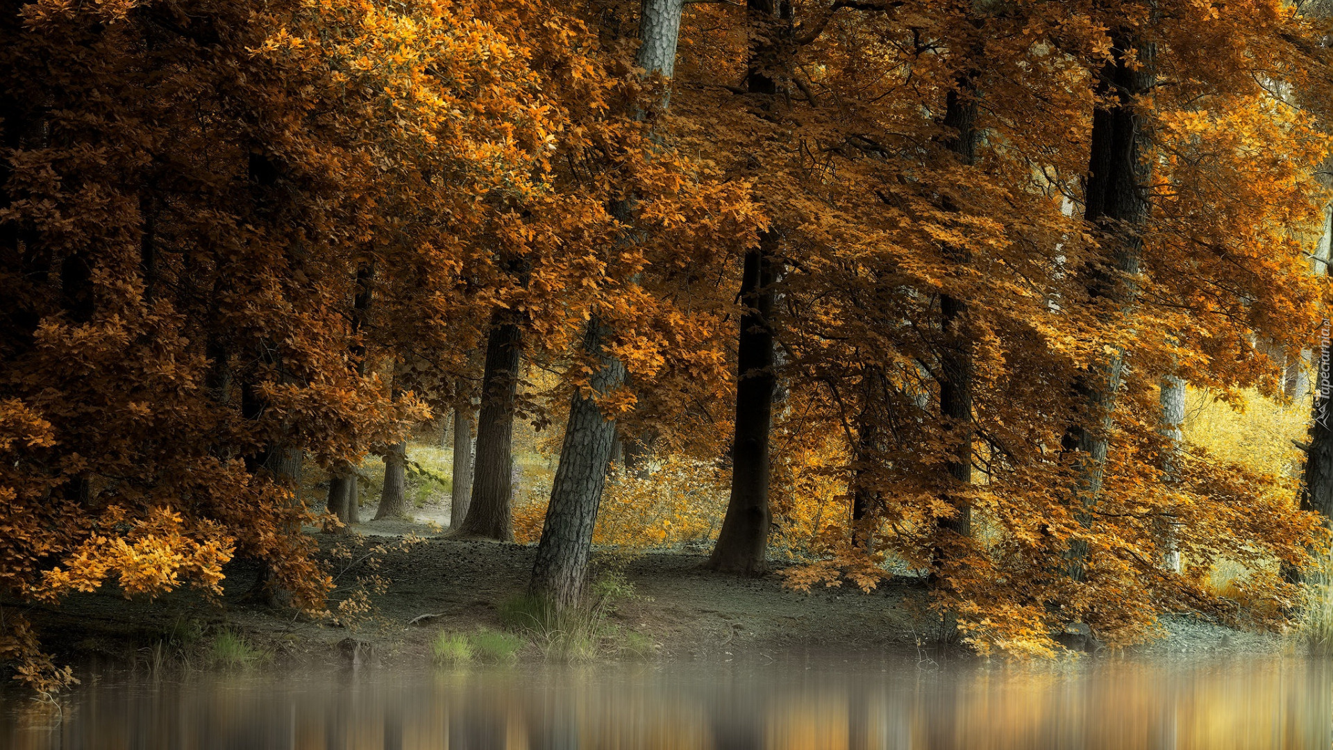 Jesień, Drzewa, Pożółkłe, Liście, Rzeka