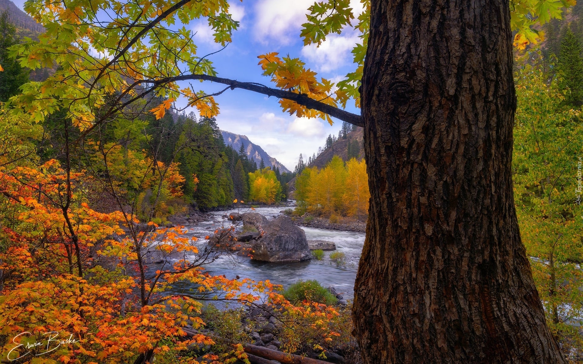 Rzeka, Wenetchee River, Jesień, Drzewa, Stan Waszyngton, Stany Zjednoczone