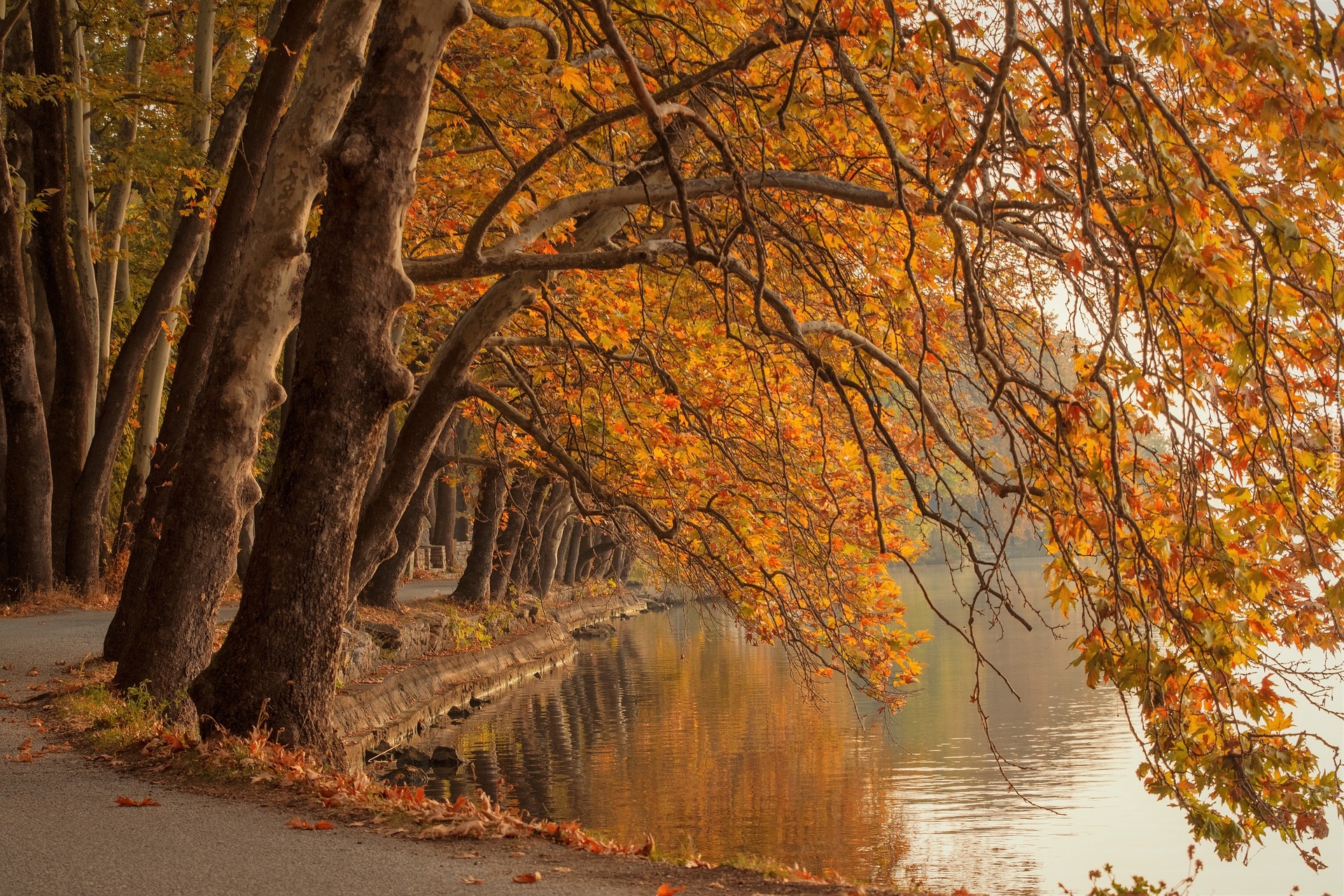 Jesień, Park, Staw, Droga, Drzewa