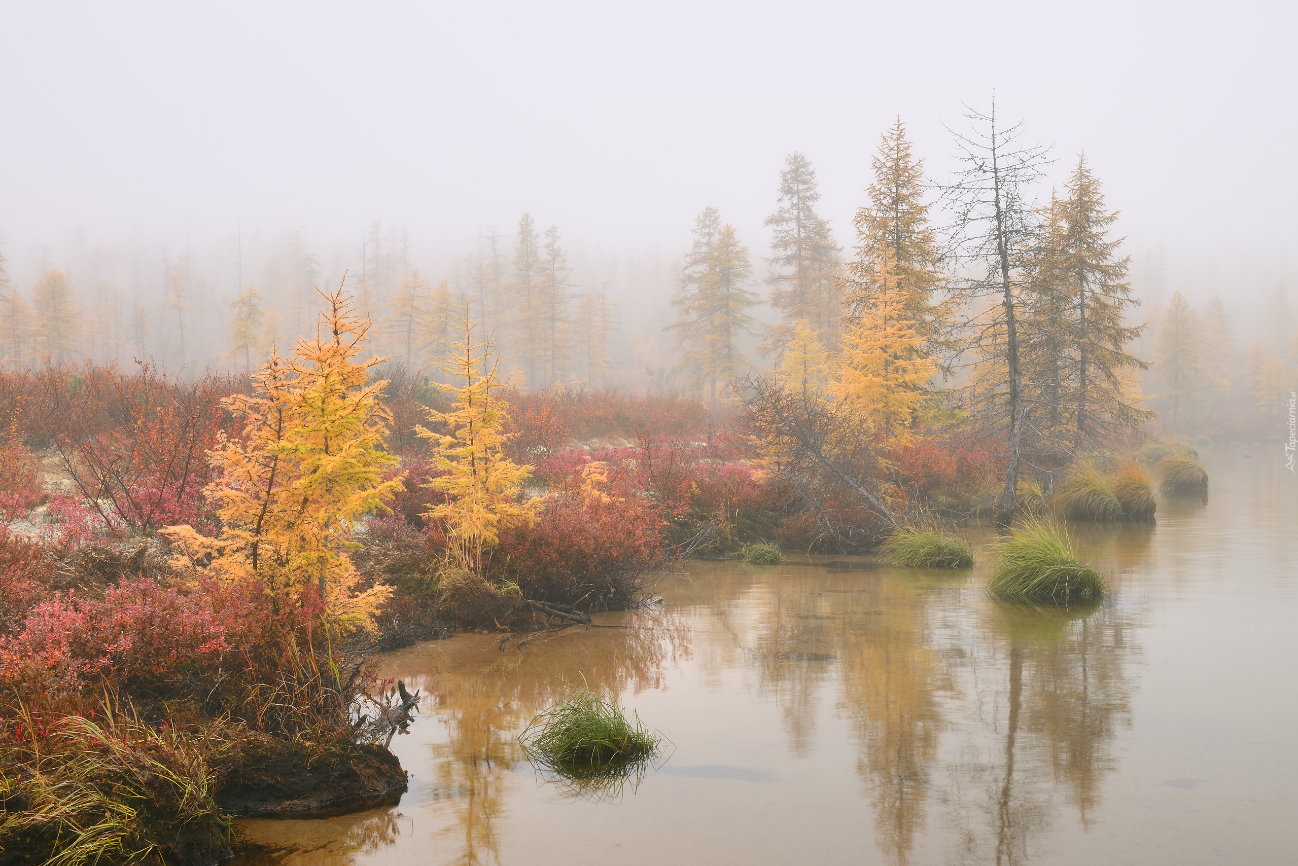 Jesień, Mgła, Drzewa, Jezioro Jack London, Kołyma, Obwód magadański, Rosja
