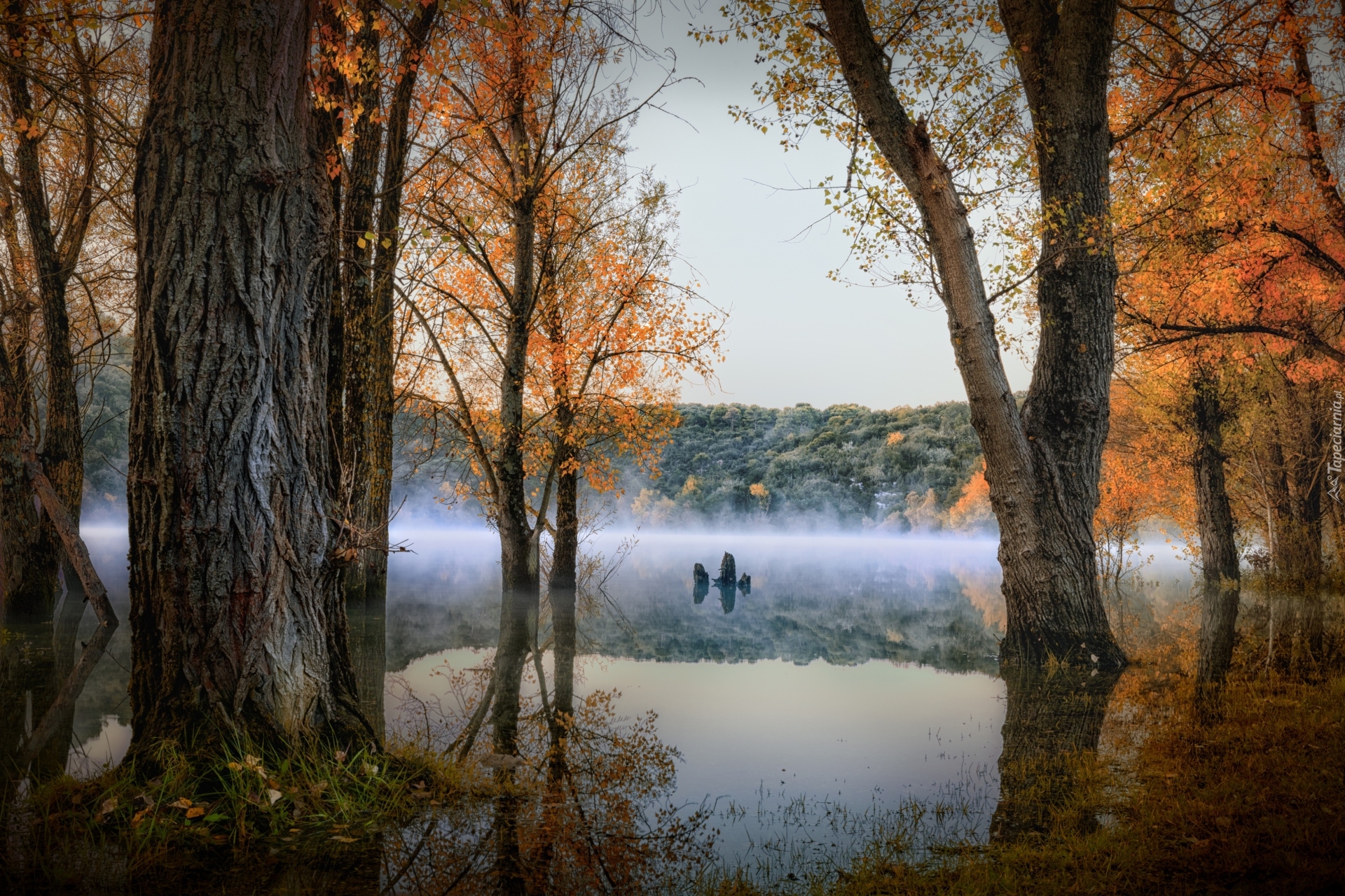 Las, Jezioro, Mgła, Drzewa, Jesień