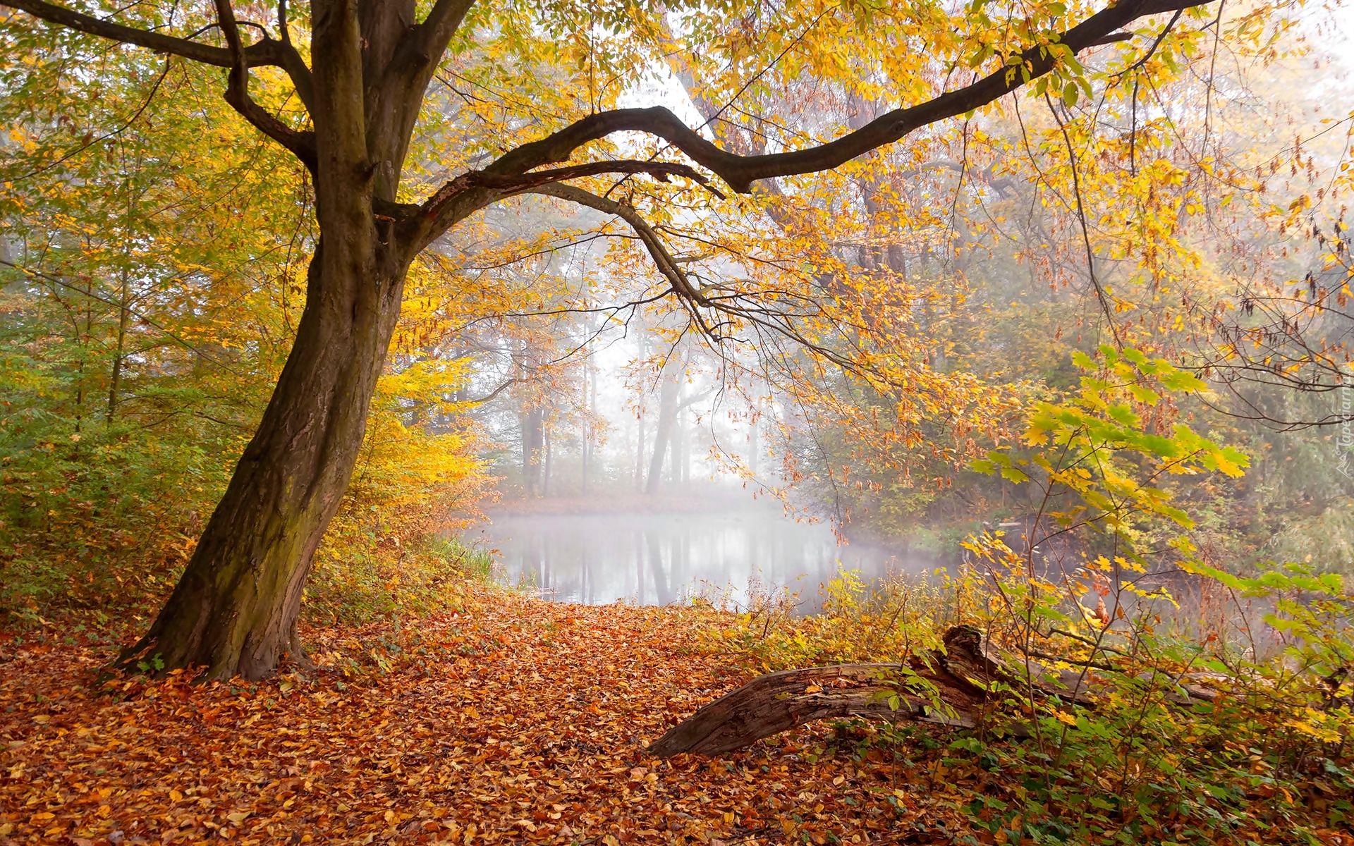 Park, Staw, Drzewa, Liście, Mgła, Jesień