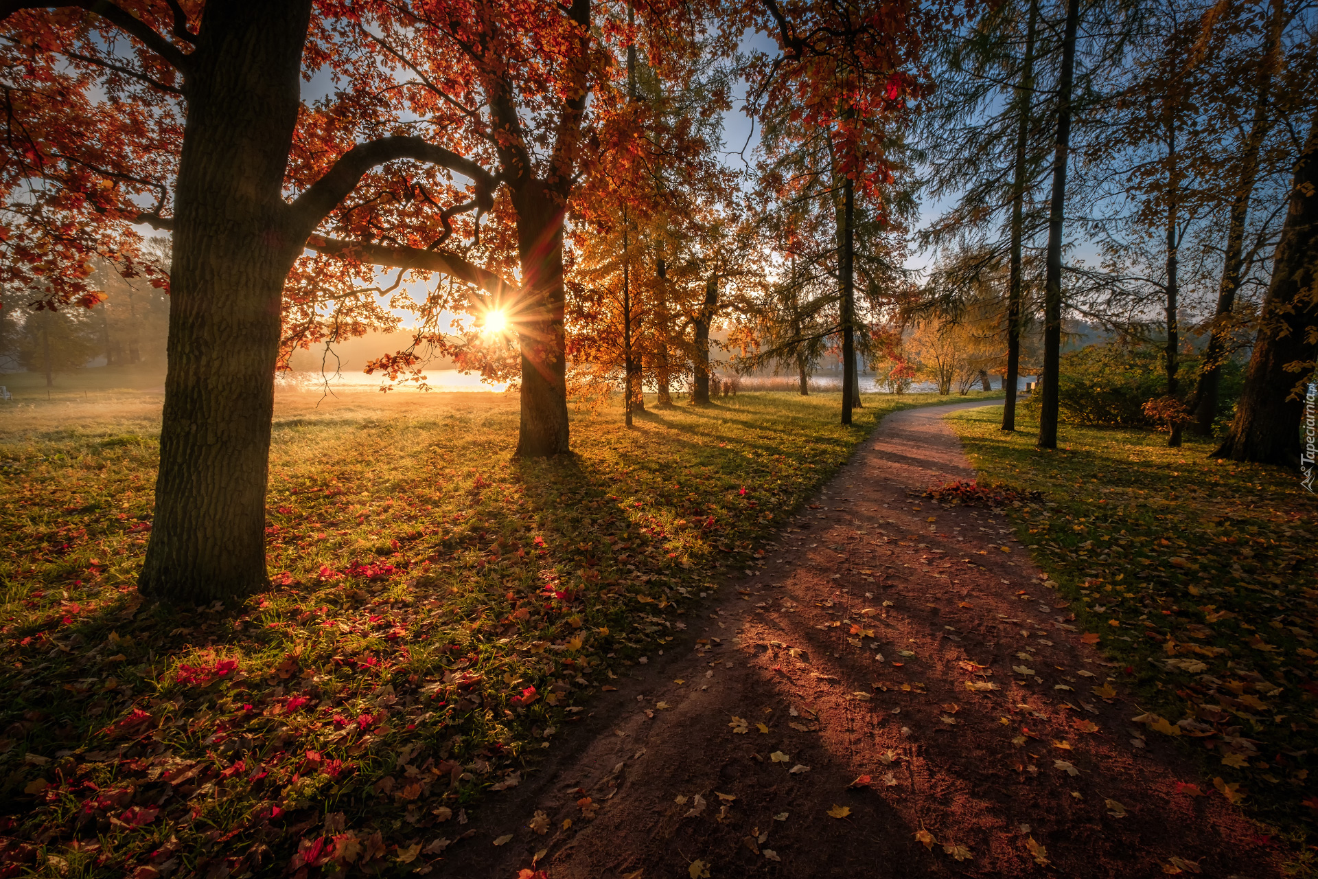 Jesień, Drzewa, Ścieżka, Liście, Promienie słońca, Park, Carskie Sioło, Petersburg, Rosja