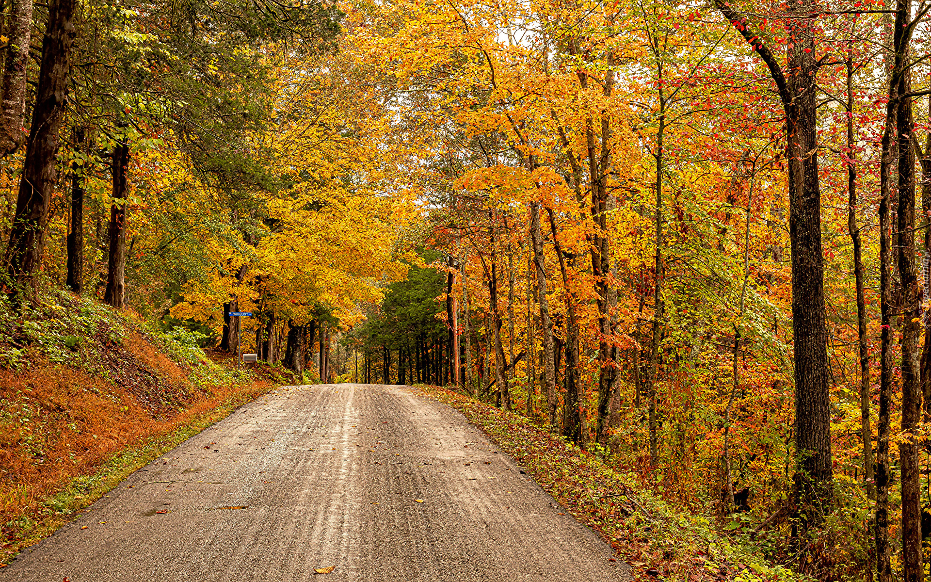 Droga, Jesień, Las, Drzewa, Kolorowe, Liście