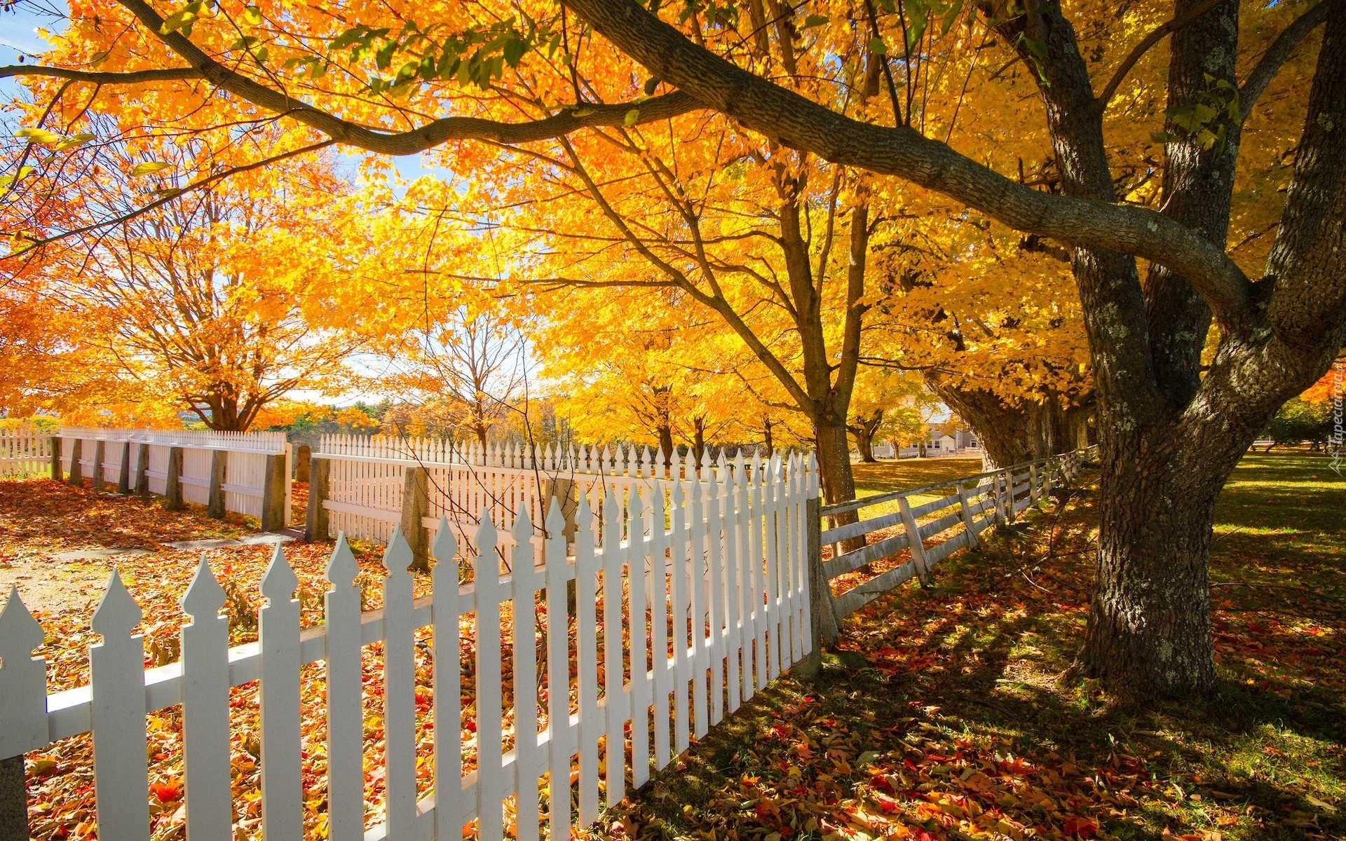 Jesień, Drzewa, Ogrodzenie, Shaker Village, Canterbury, New Hampshire, Stany Zjednoczone
