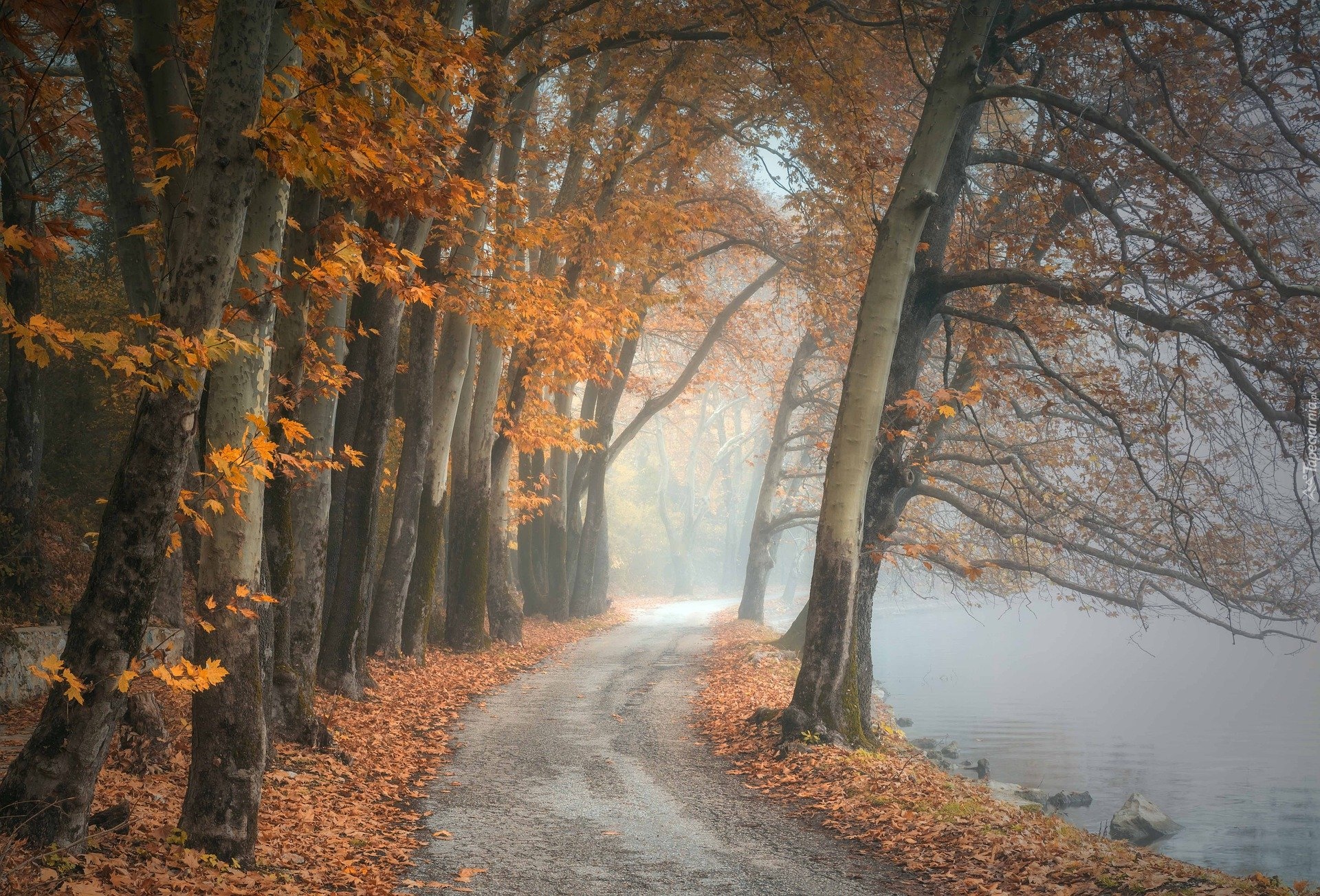 Jesień, Drzewa, Liście, Droga, Jezioro, Mgła
