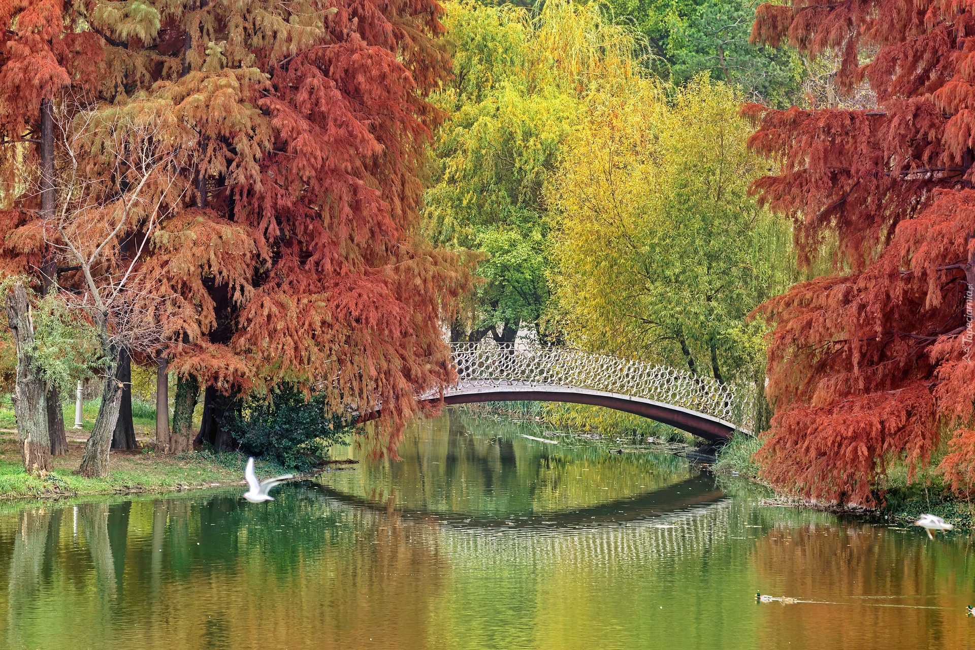 Jesień, Drzewa, Mostek, Jezioro, Park