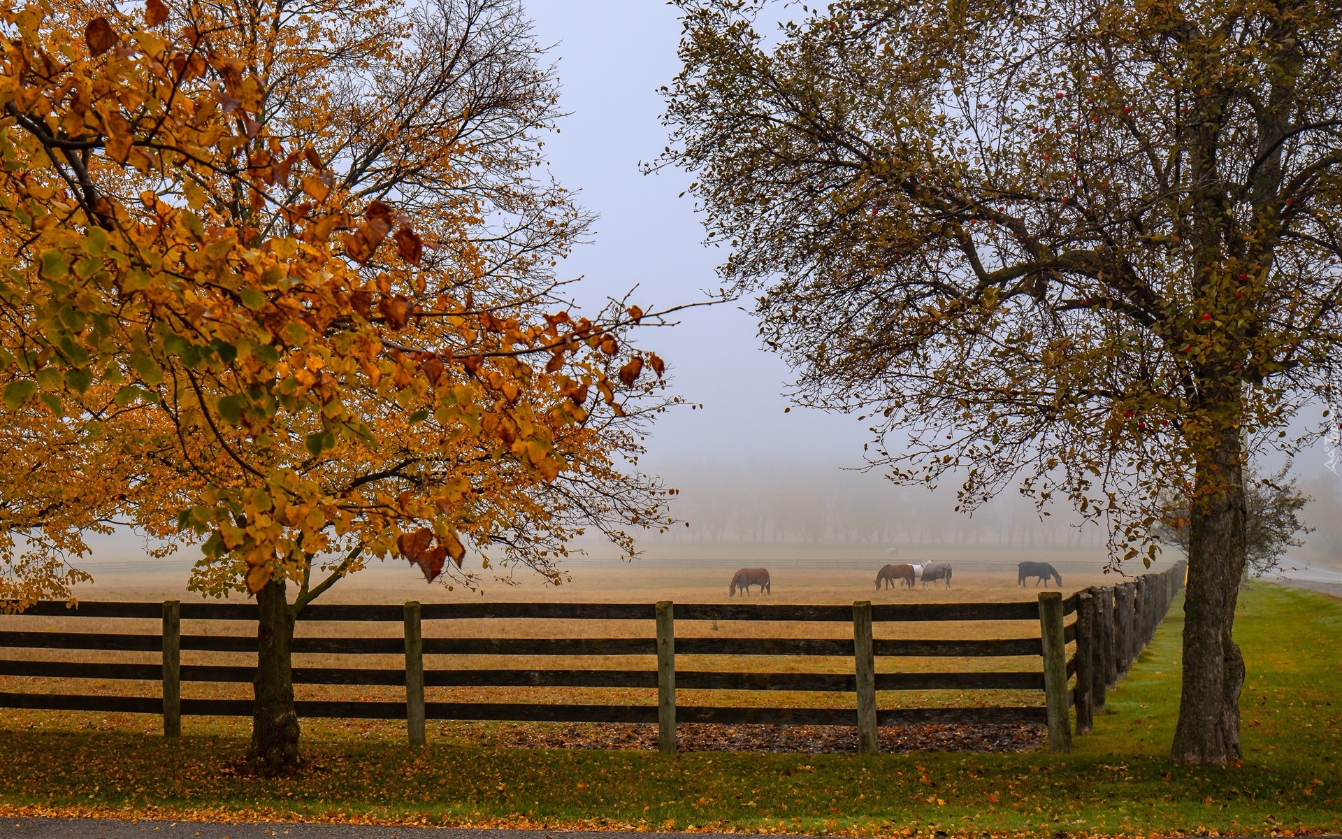Jesień, Drzewa, Ogrodzenie, Pastwisko, Konie, Mgła