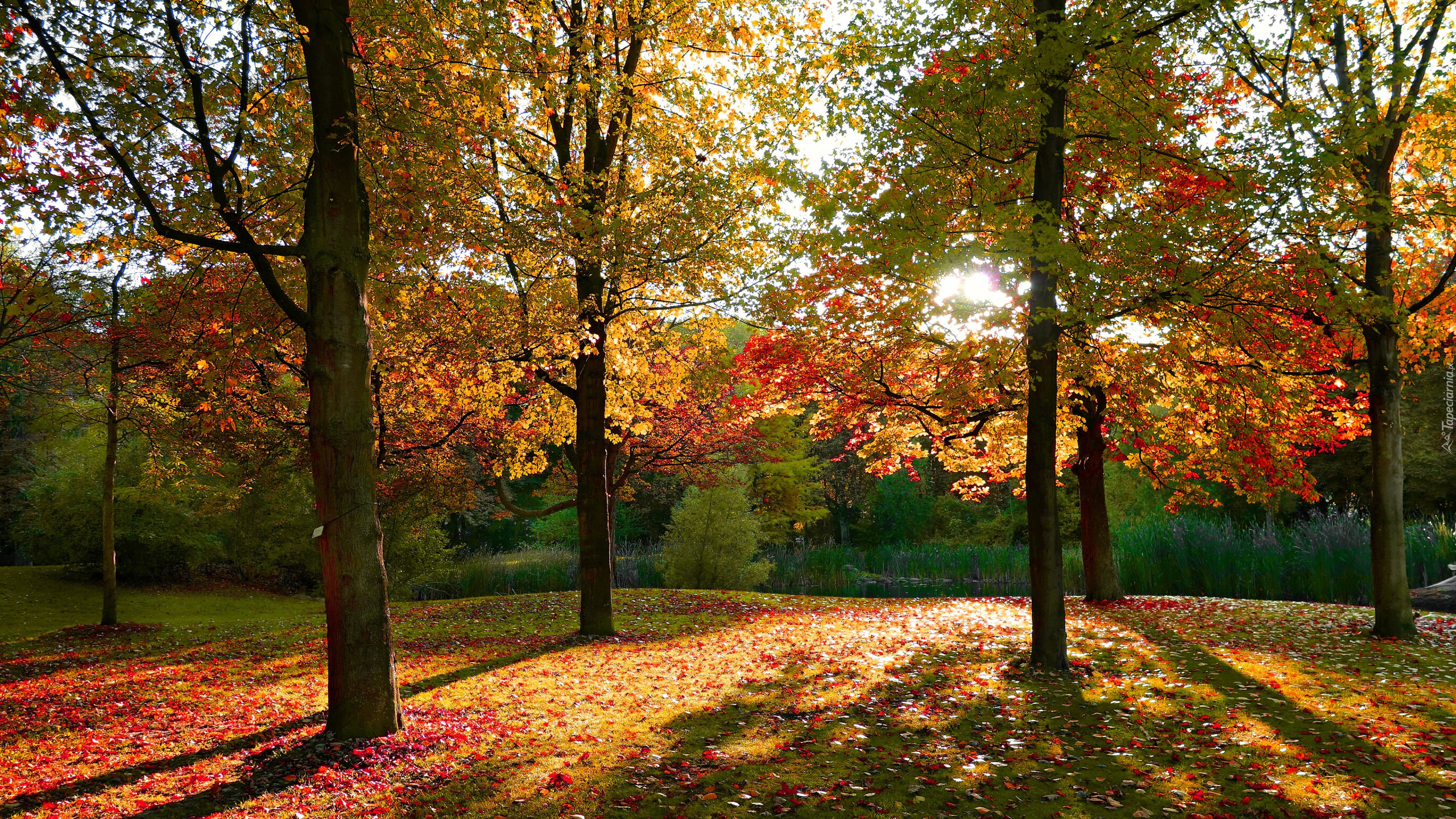 Jesień, Park, Pożółkłe, Drzewa, Liście