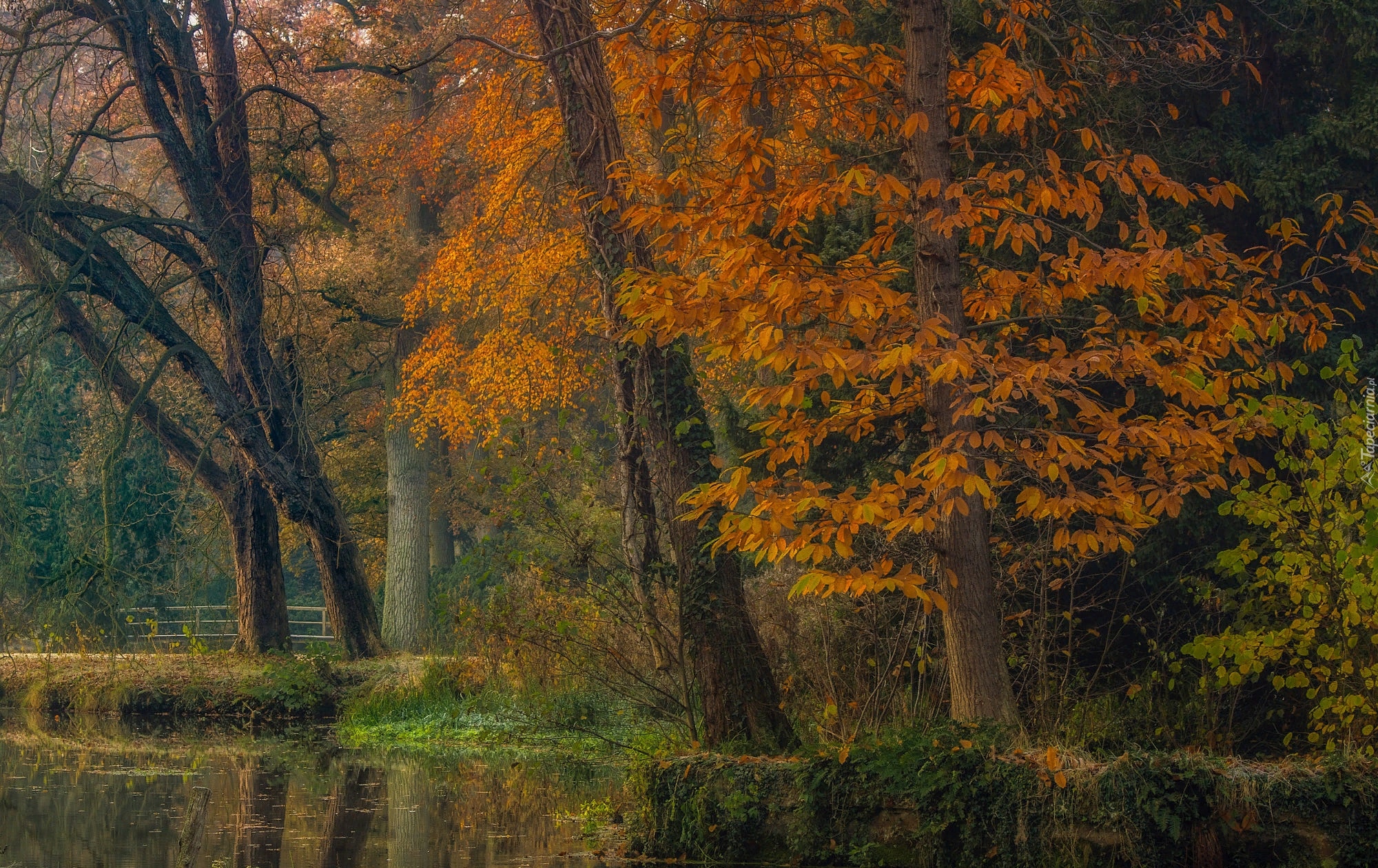 Jesień, Park, Drzewa, Rzeka, Mostek