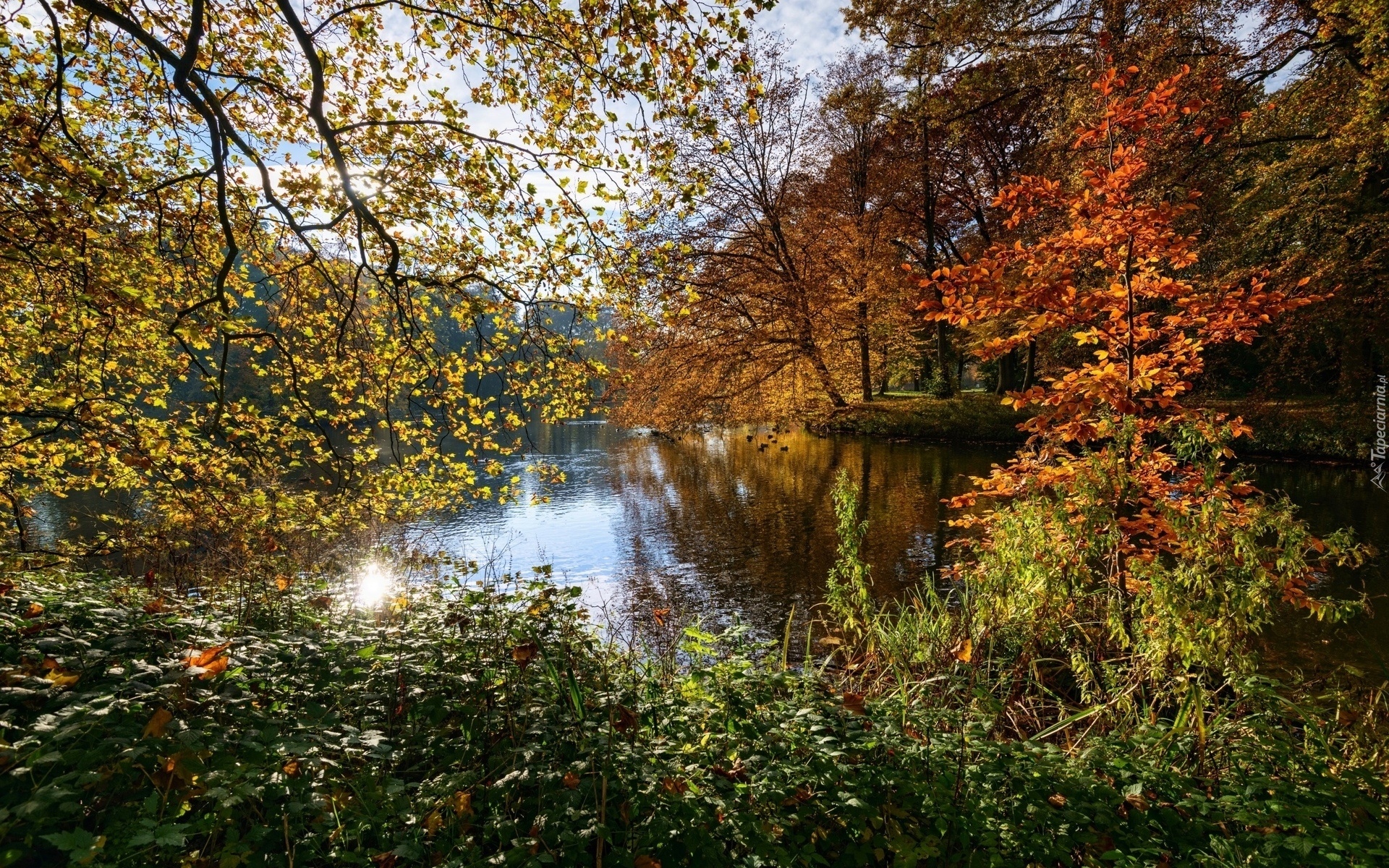 Jesień, Park, Staw, Drzewa