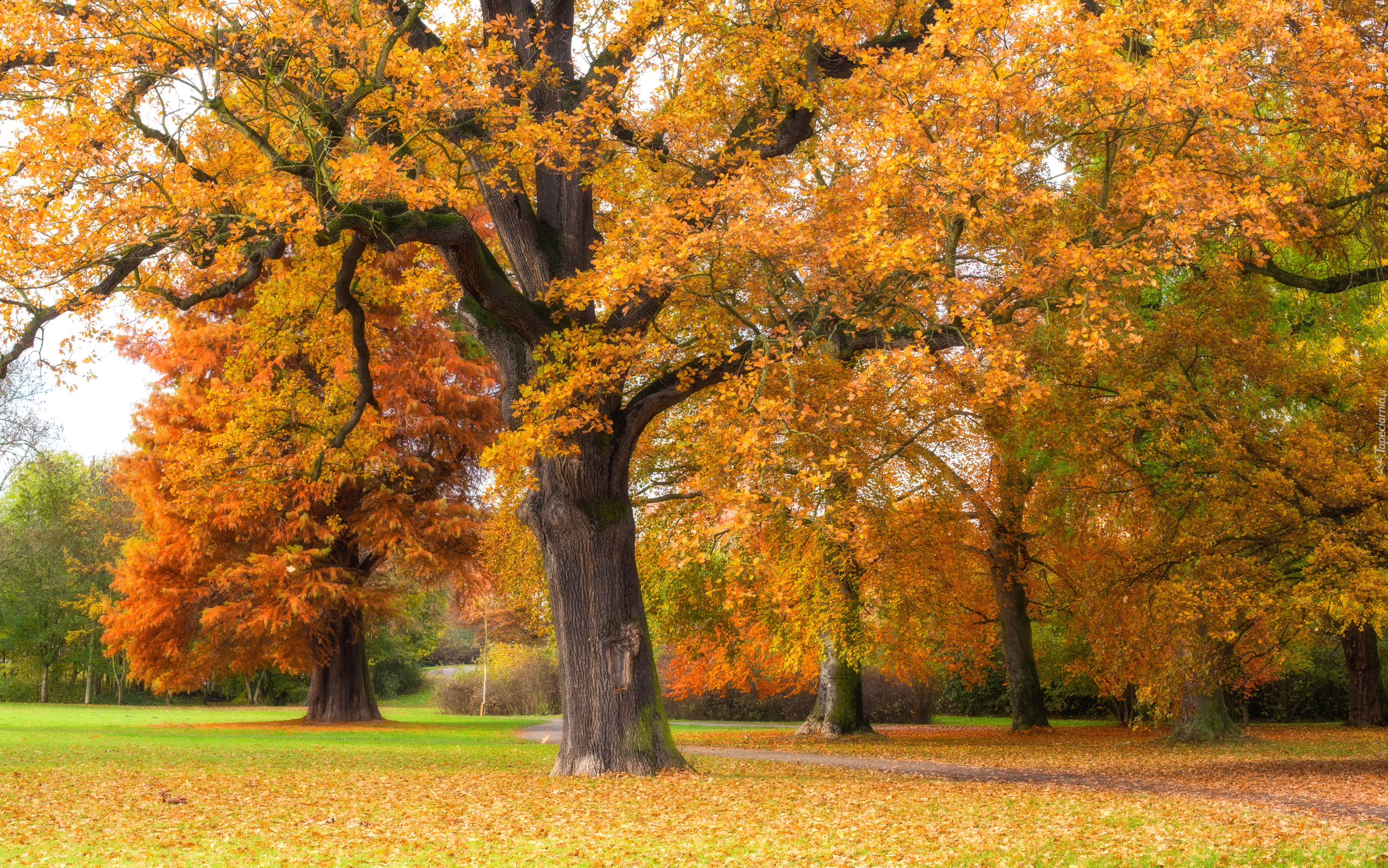 Park, Drzewa, Gałęzie, Jesień