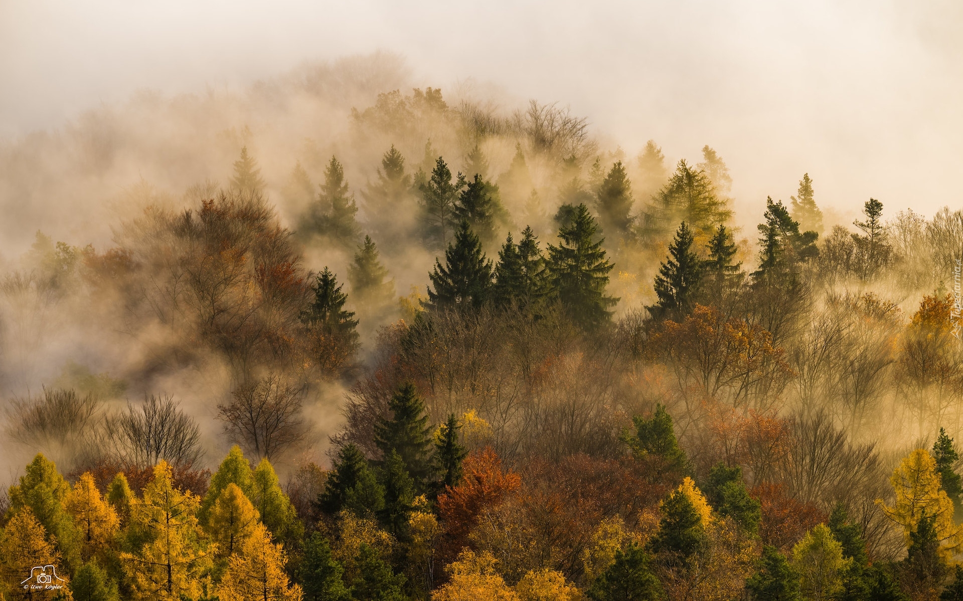 Jesień, Drzewa, Mgła, Las