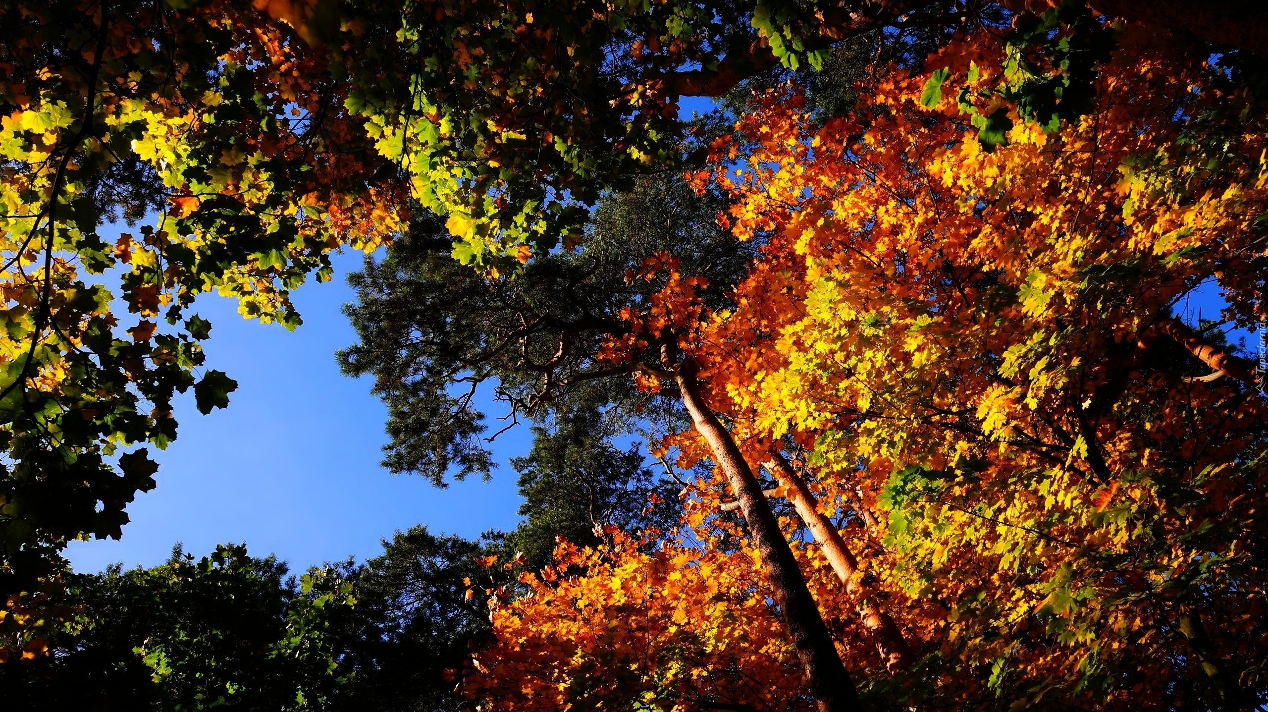 Jesień, Kolorowe, Liście, Drzewa