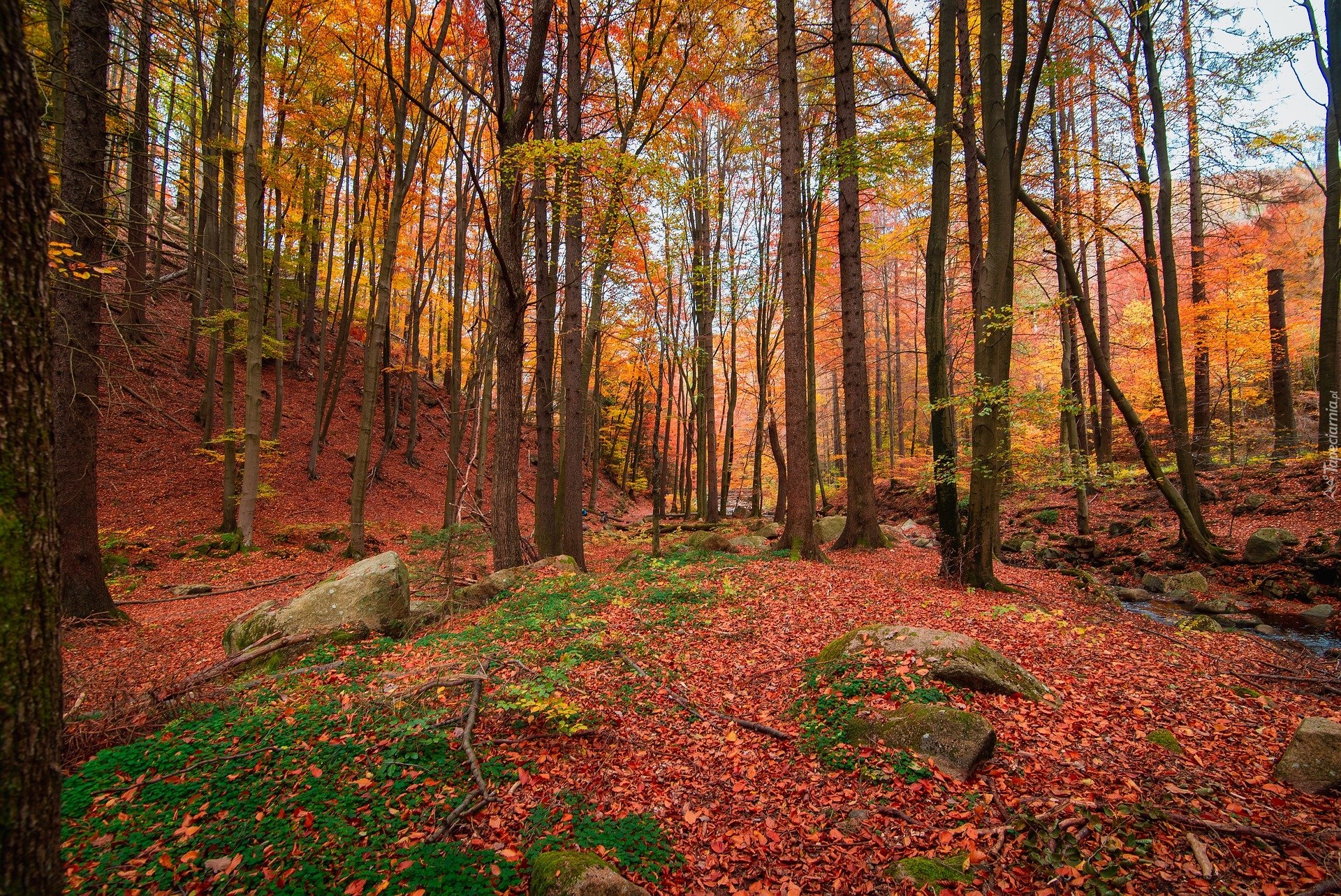 Natura, Las, Drzewa, Jesień, Liście