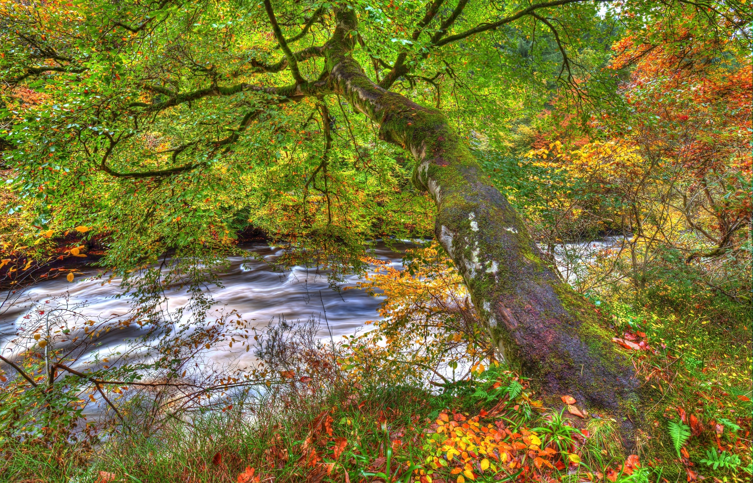 Drzewo, Jesień, Liście, Potok, HDR